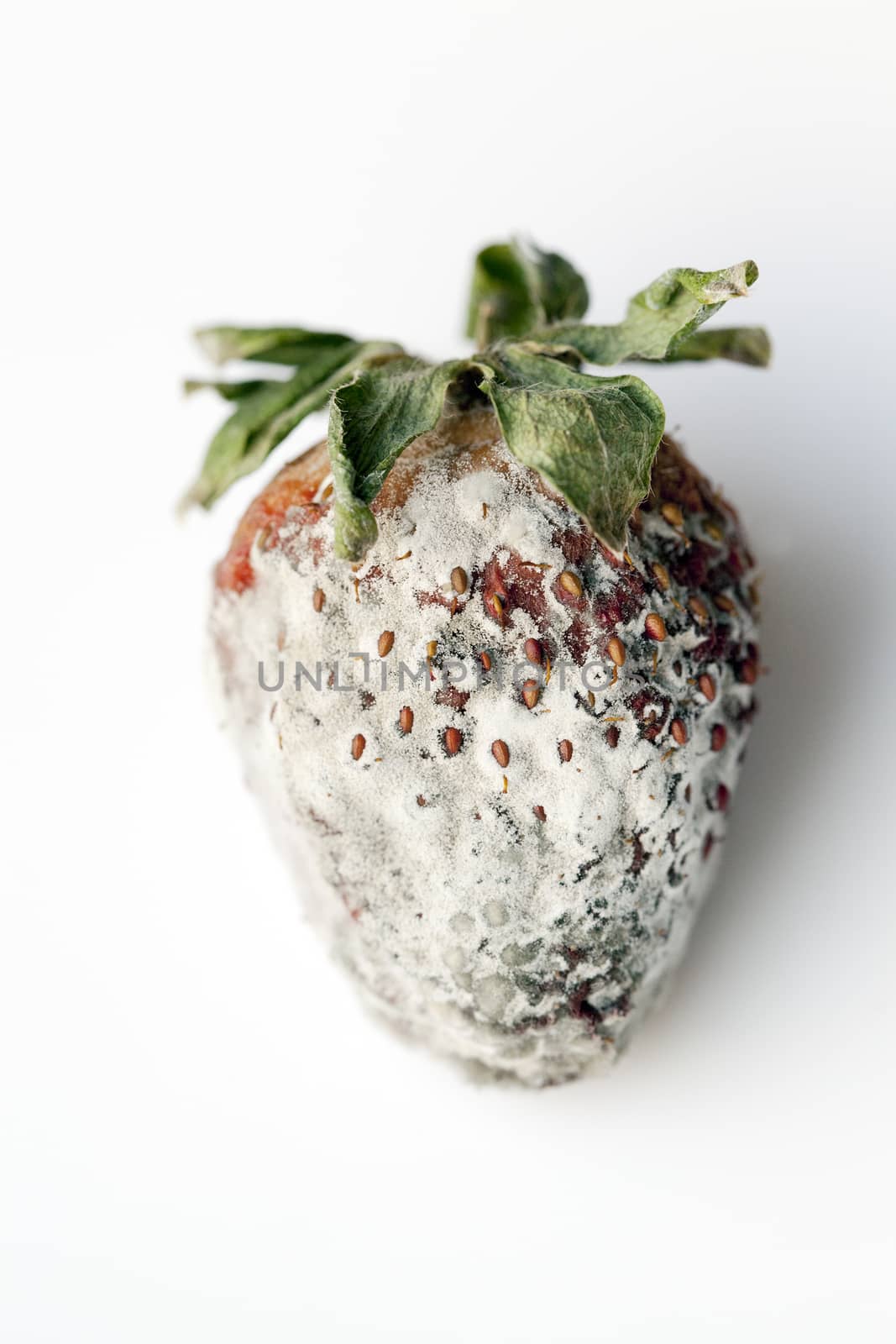 photographed red ripe strawberries, covered with white mold, spoiled strawberries closeup