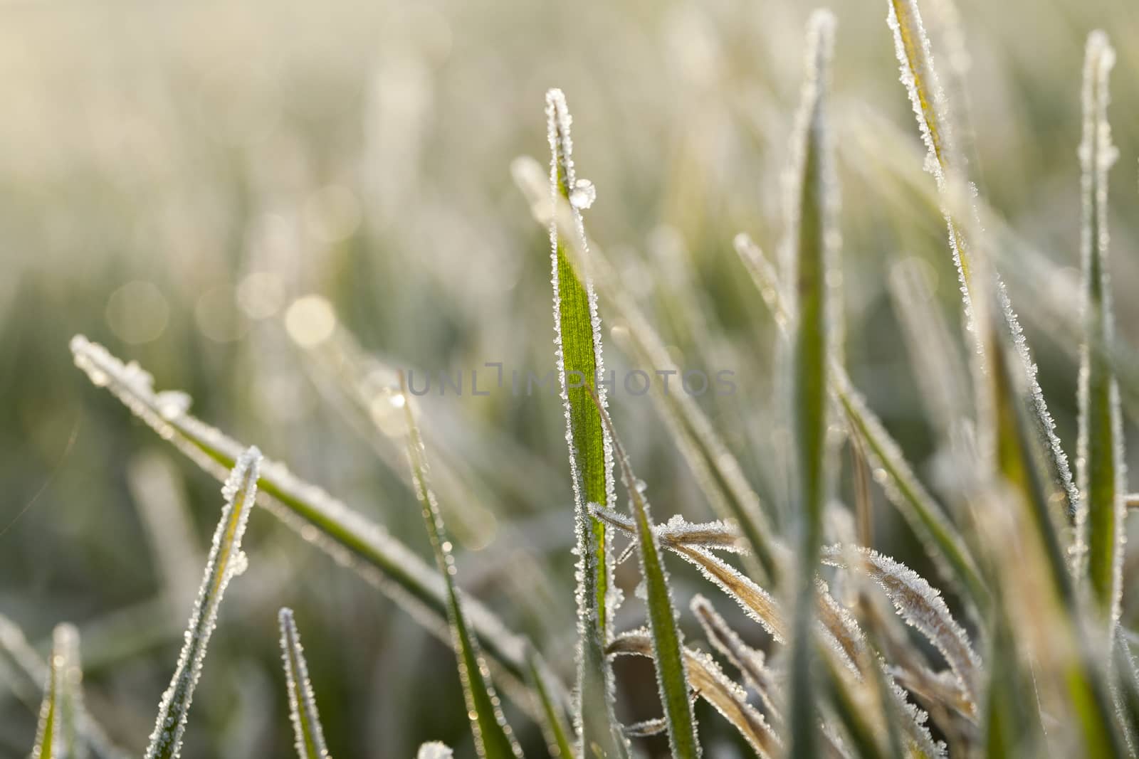 young grass plants, close-up by avq