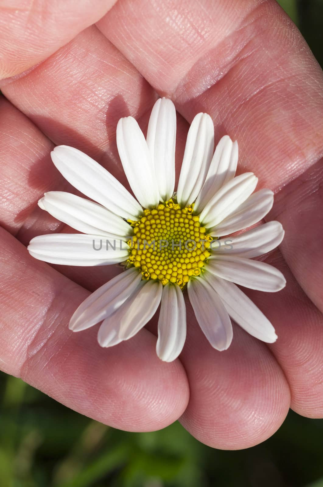 photographed close-up camomile , daisy flower with white petals