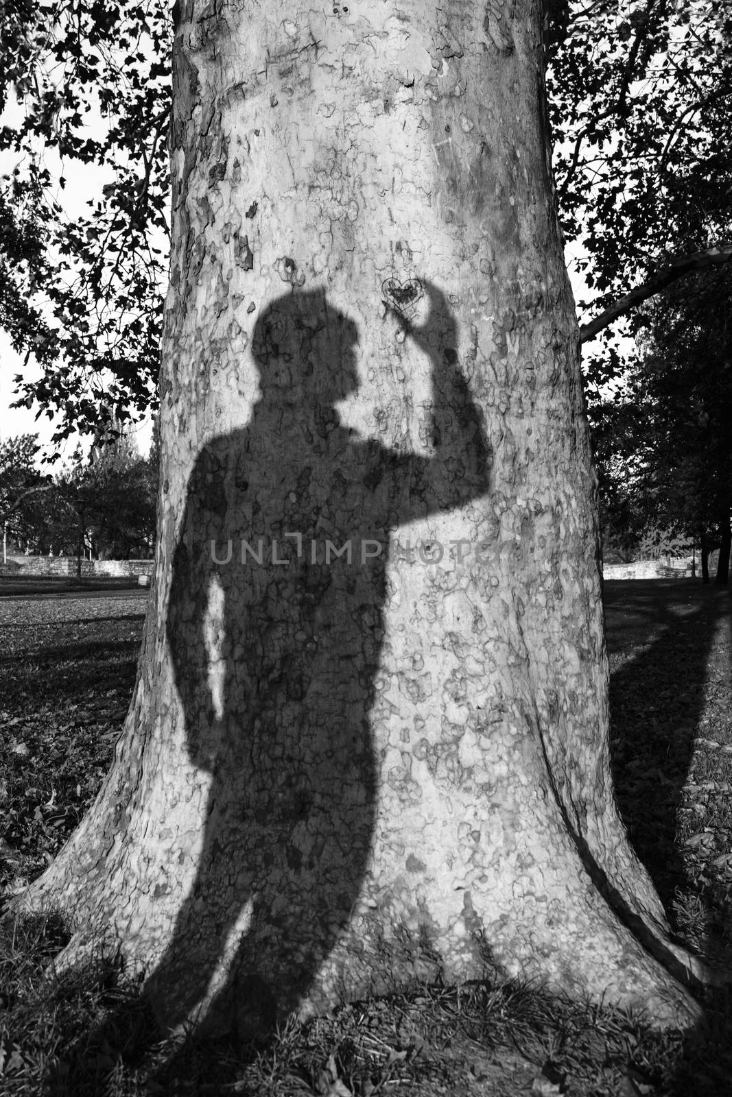 Mans Shadow On A Tree Trunk Holding Carved Heart