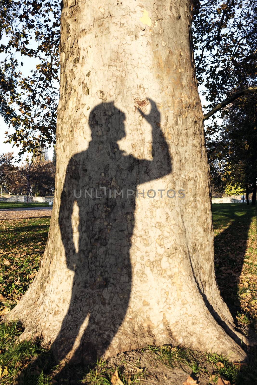 Mans Shadow On A Tree Trunk Holding Carved Heart