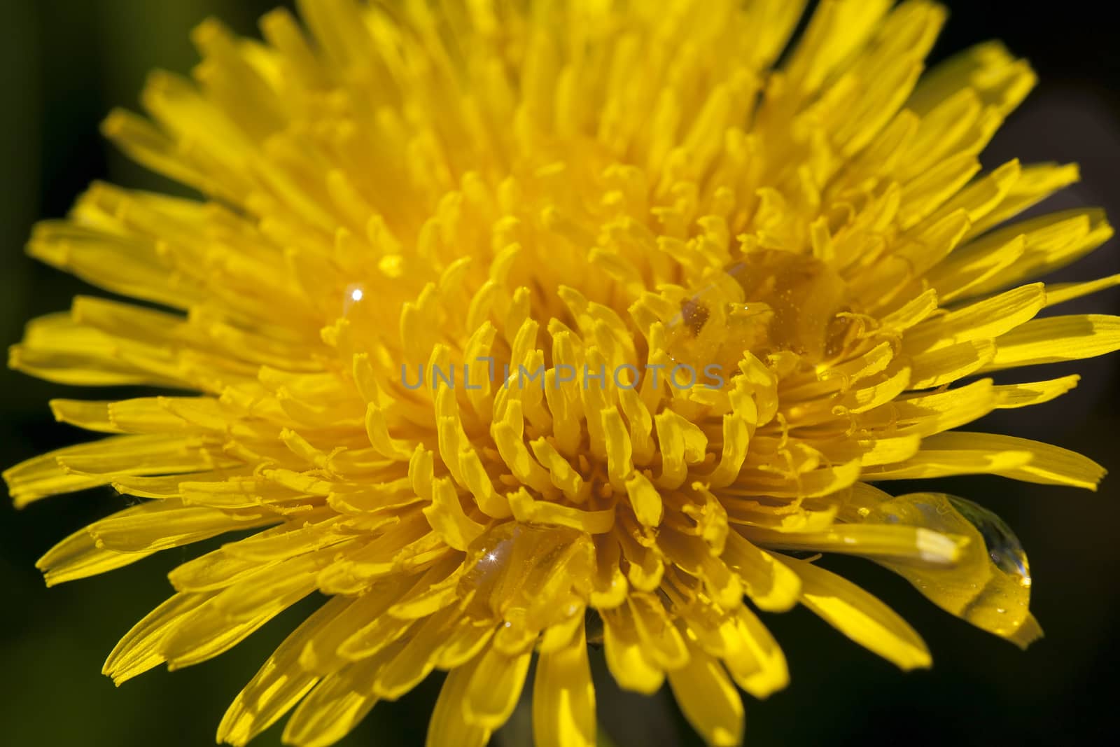 photographed close-up of yellow dandelions in springtime, shallow depth of field