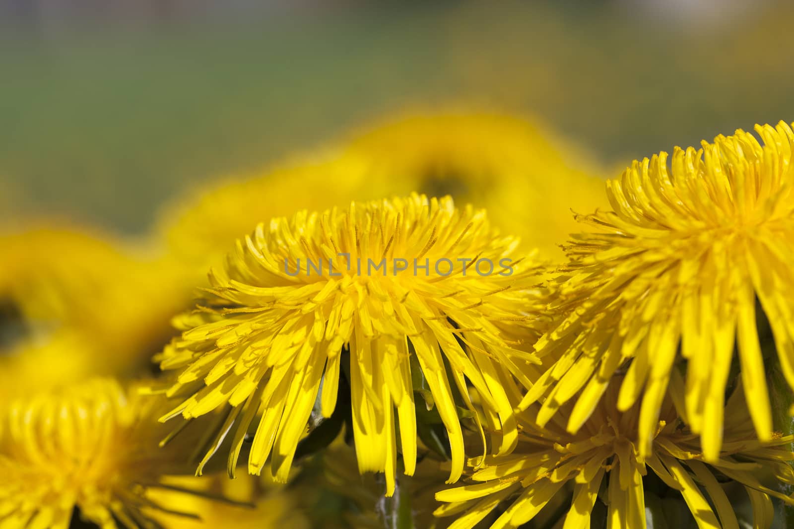 photographed close-up of yellow dandelions in springtime, shallow depth of field