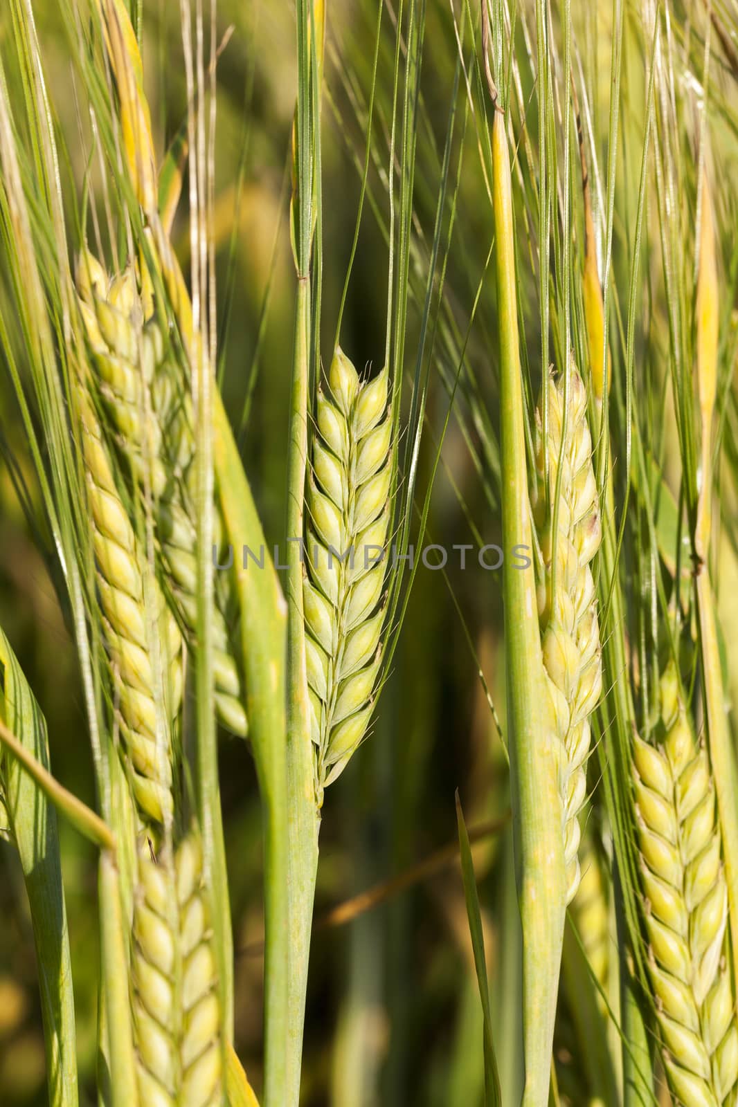Agricultural field on which grow up ripening and changing color to yellow cereals, wheat