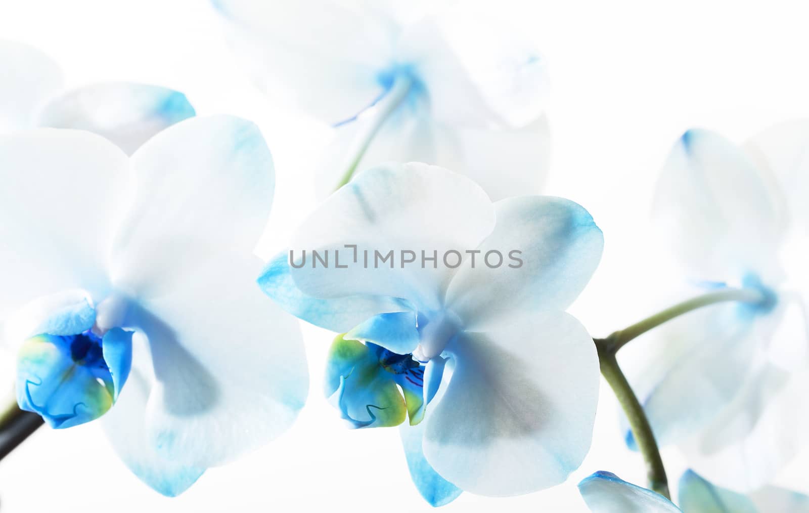 photographed close-up on a light background orchid with blue flowers