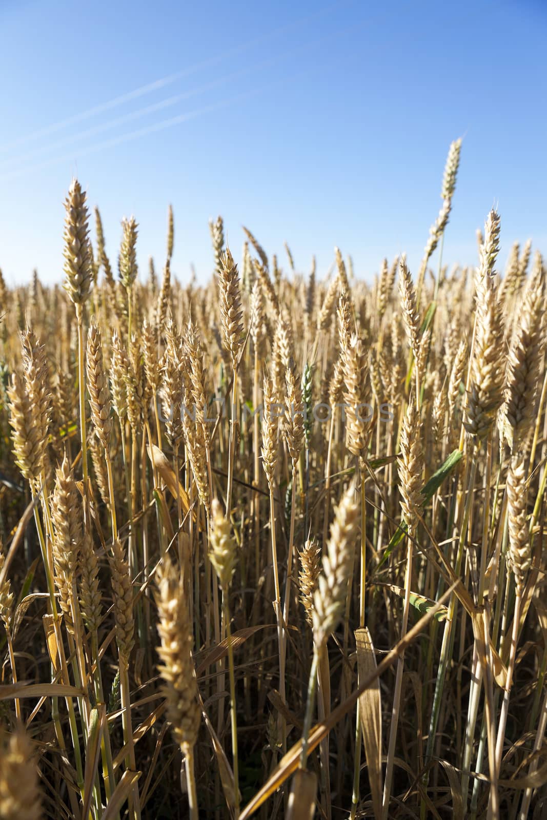 an agricultural field with yellowed ripe cereal in the summer