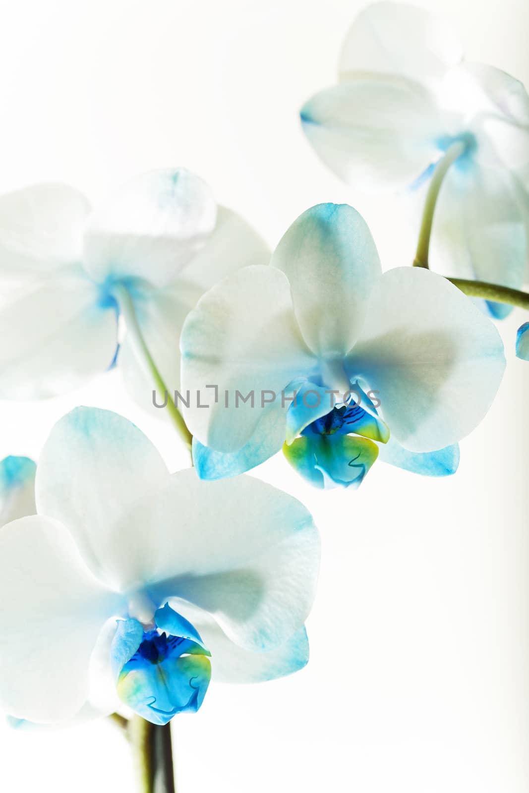 photographed close-up on a light background orchid with blue flowers