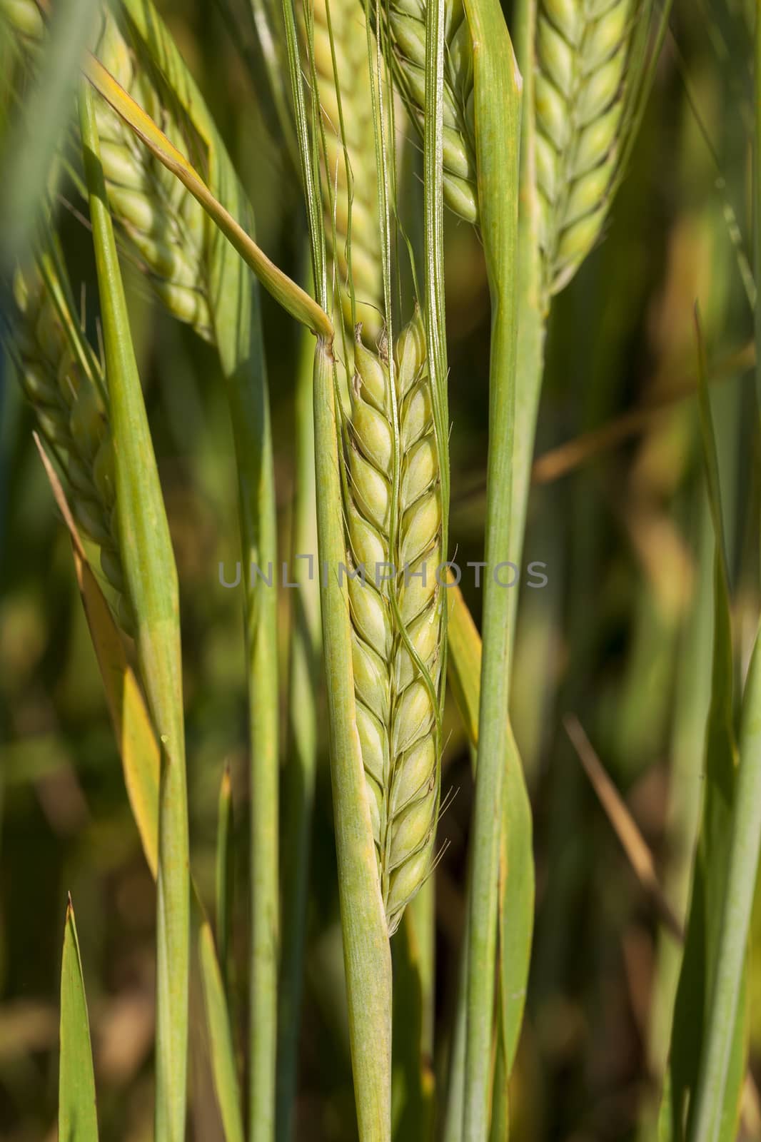 Agricultural field on which grow immature cereals, wheat.