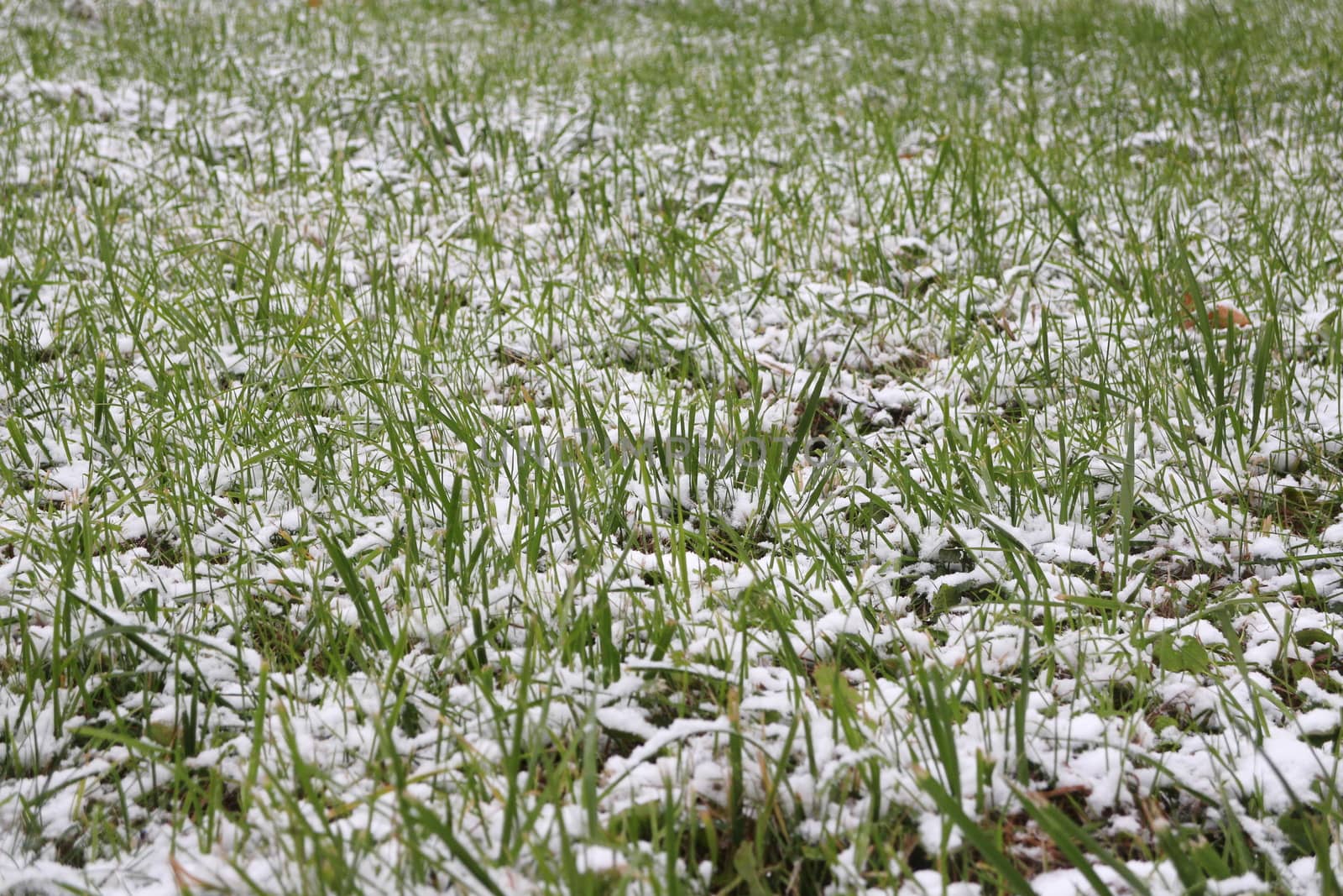 green grass covered with snow