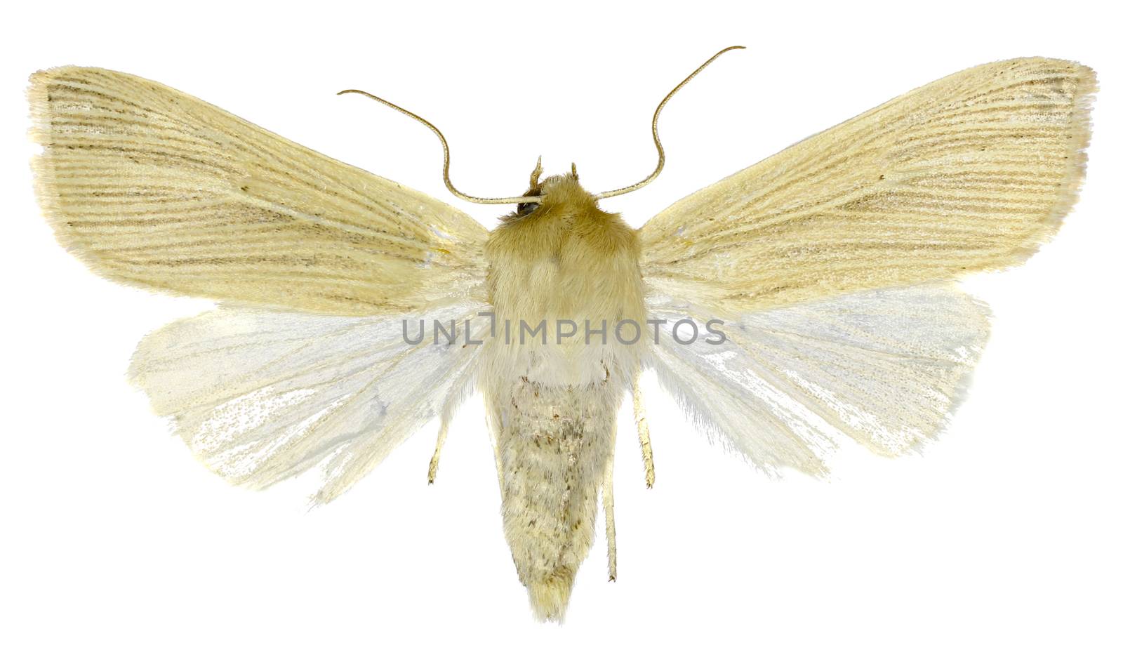 Common Wainscot on white Background  -  Mythimna pallens (Linnaeus, 1758) by gstalker