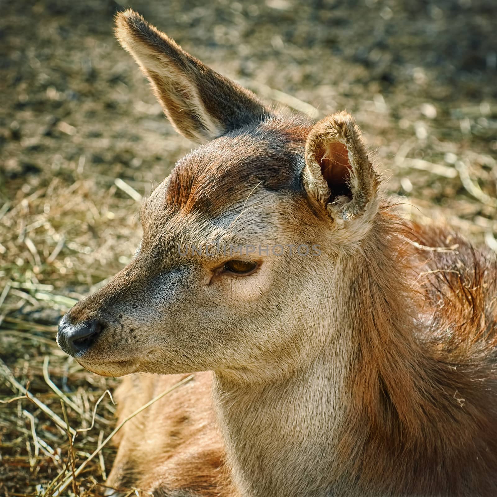 Portrait of Deer without Horns