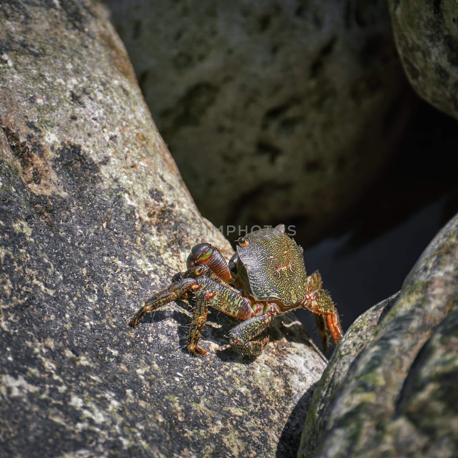 Crab Basking in the Sun on a Rock