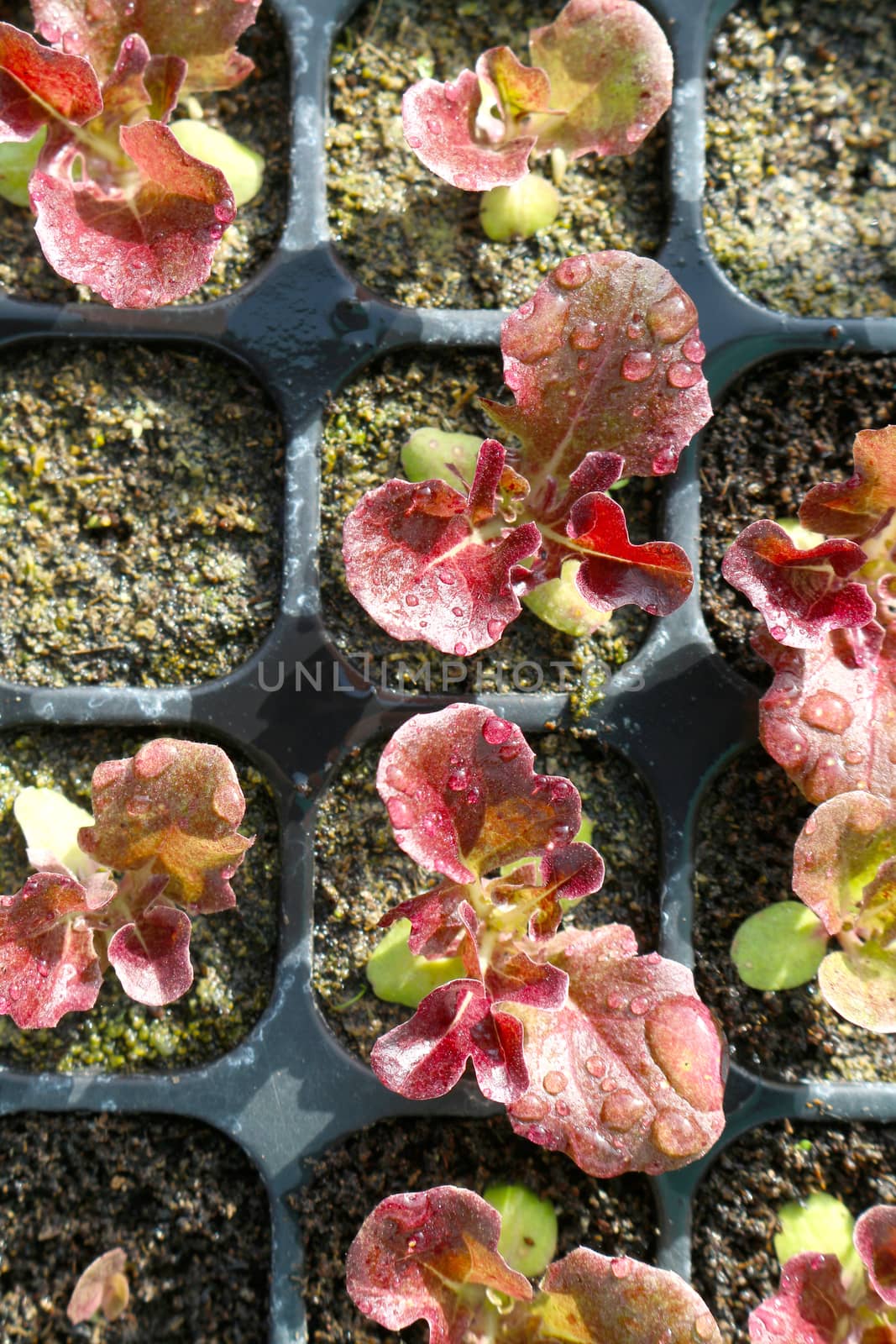 red lettuce in seeding tray closeup