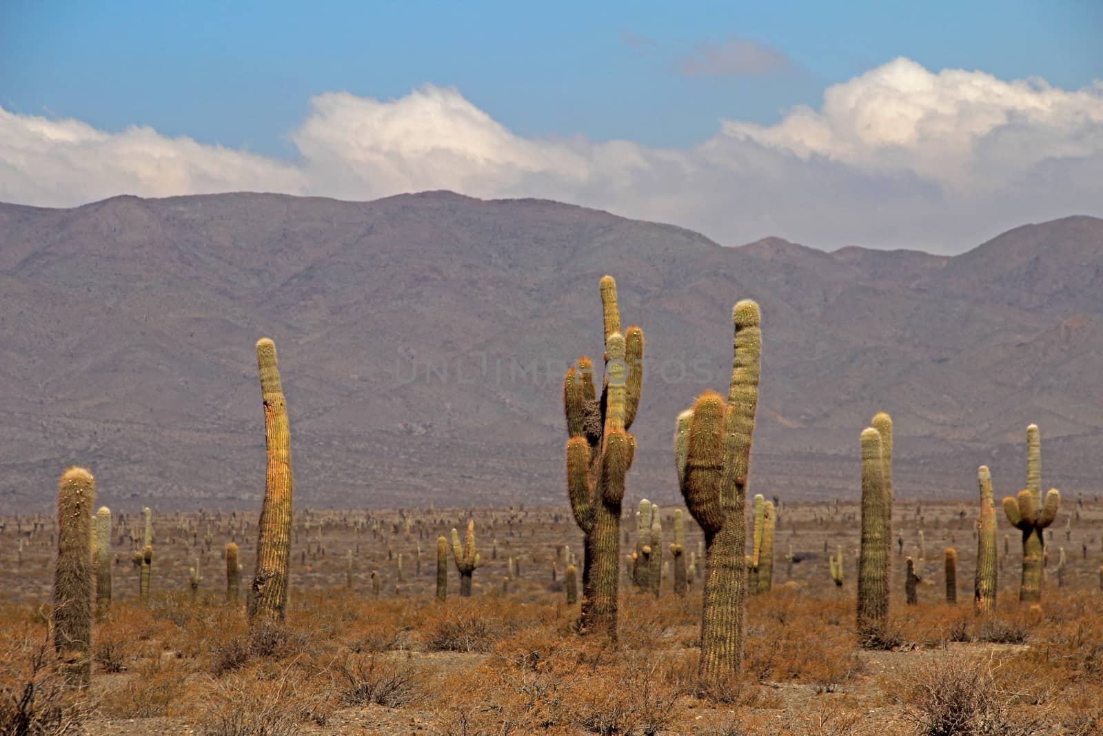 Cactus forest in los Cardones National Park near Cachi, Argentina