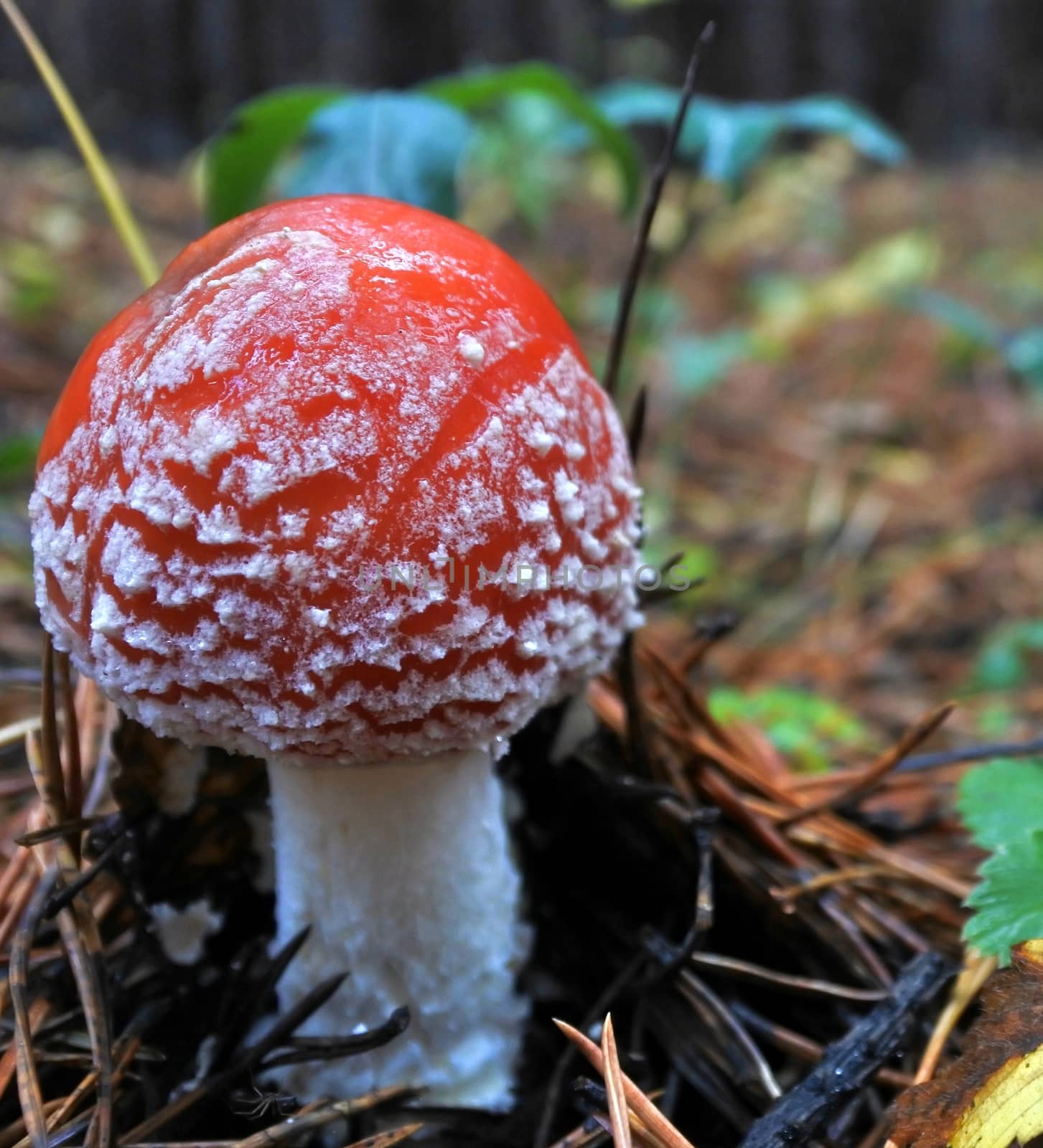 beautiful spotted red mushroom in a forest glade by valerypetr