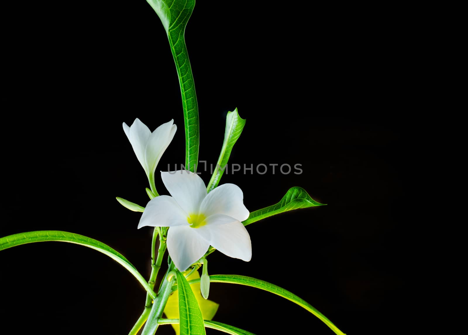 plumeria, nature, pretty aroma, aromatherapy, beautiful, beauty,isolated ,black background