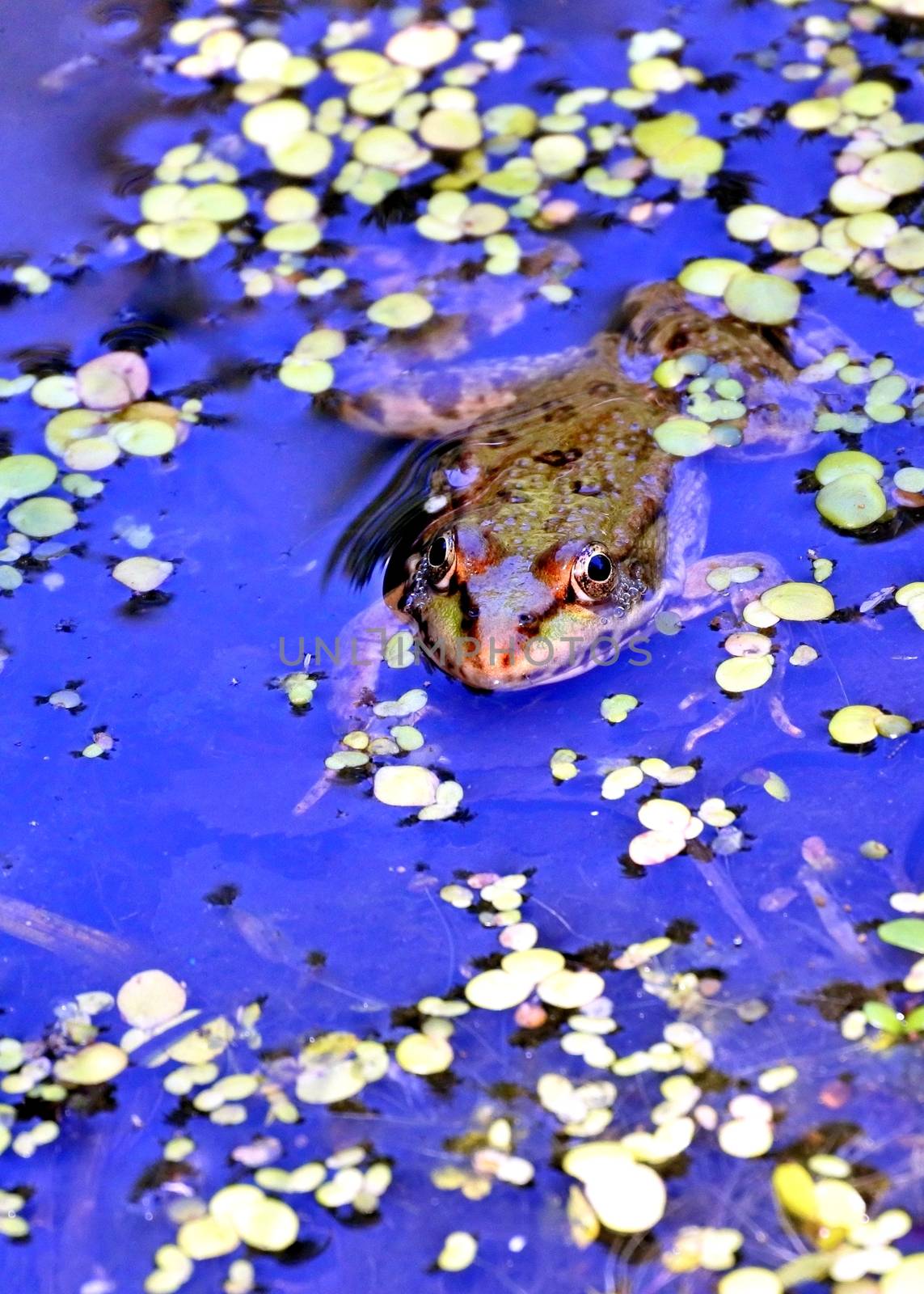 a frog in the lake, among aquatic plants