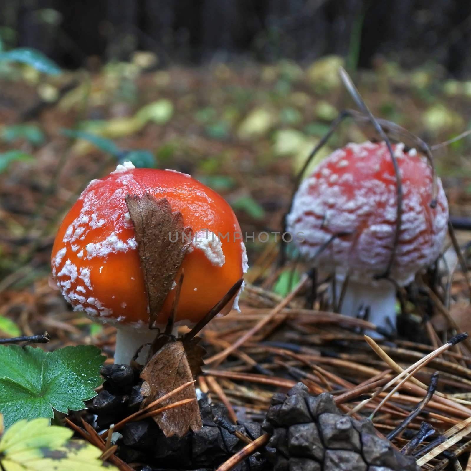 two beautiful spotted red fly agaric in a forest glade by valerypetr