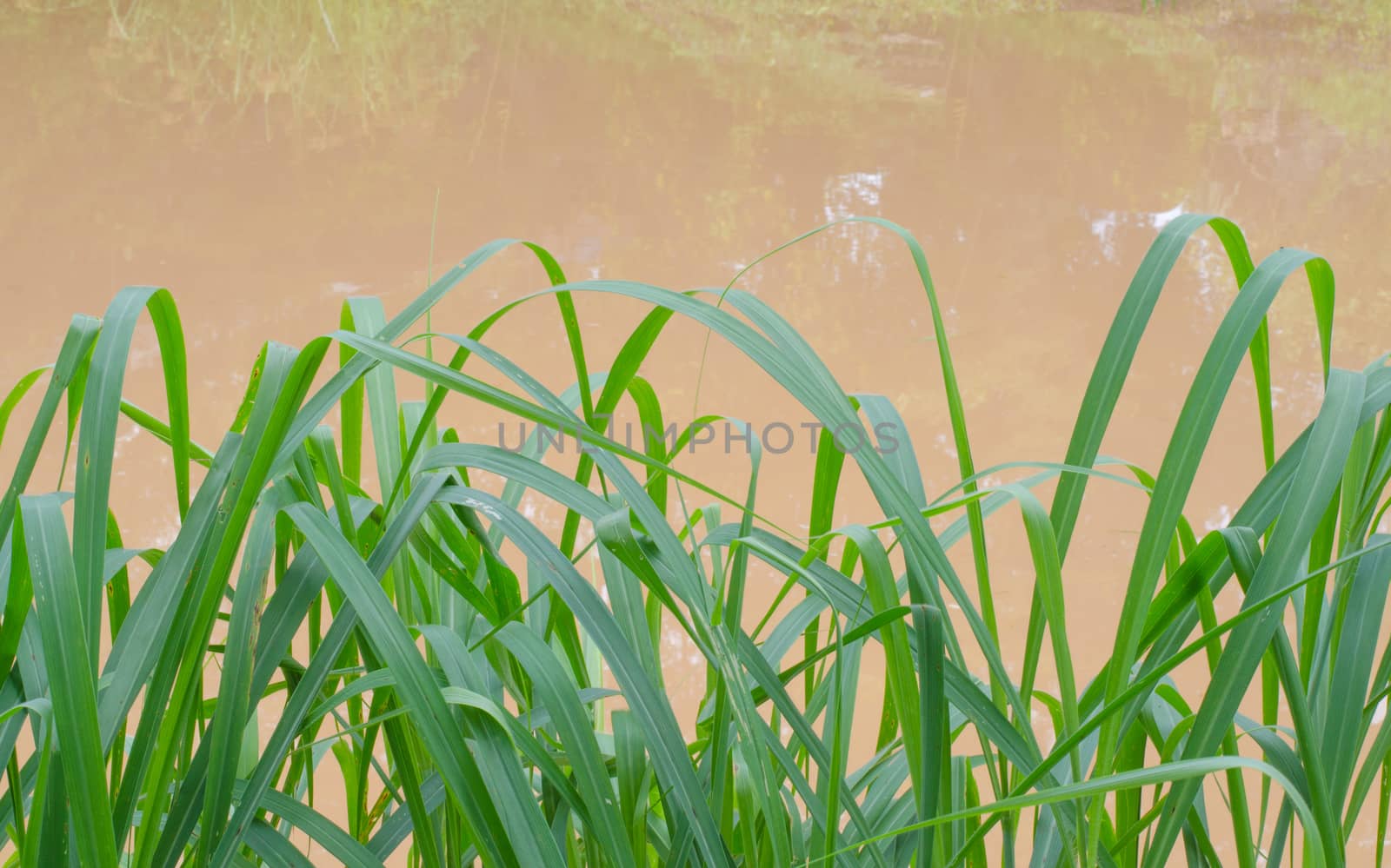 Fresh green grass with a pond