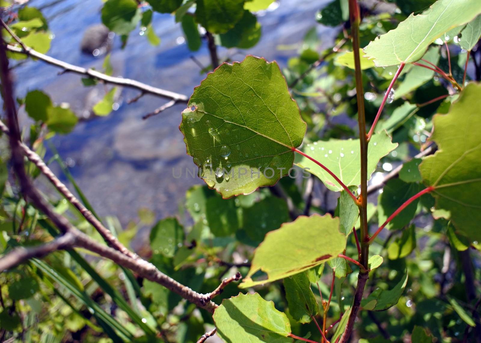 Drops of rain on leaves on sunny day after rain