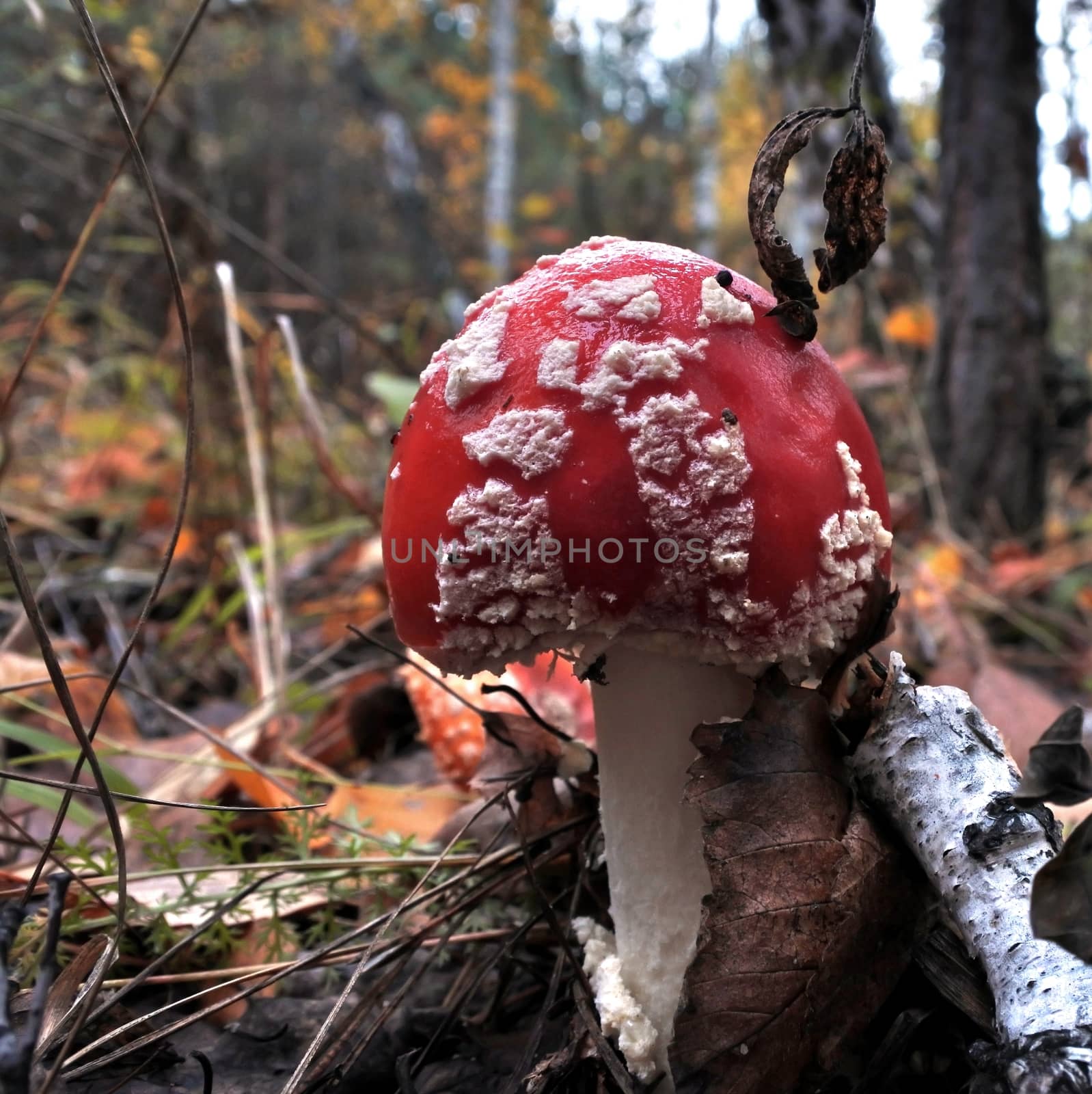 The spotted red fly agaric in autumn forest. Mushroom on a glade in autumn mushroom forest. Mushroom with red cap or head