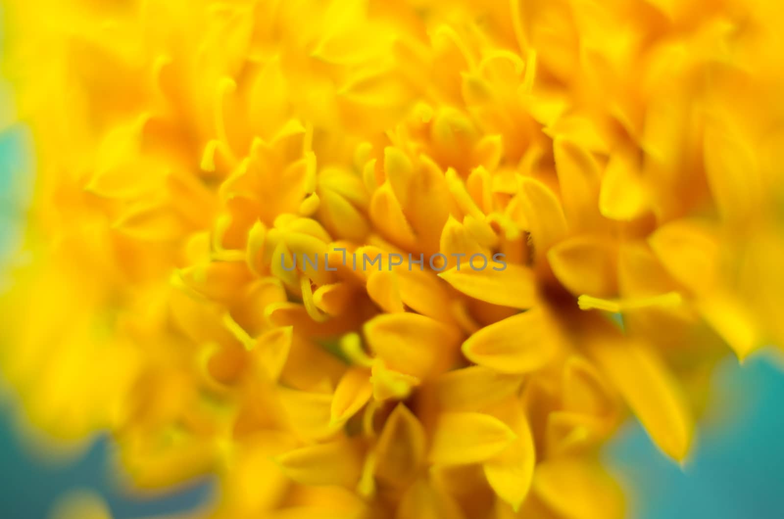 petal of yellow marigold flower Close-up by metal22