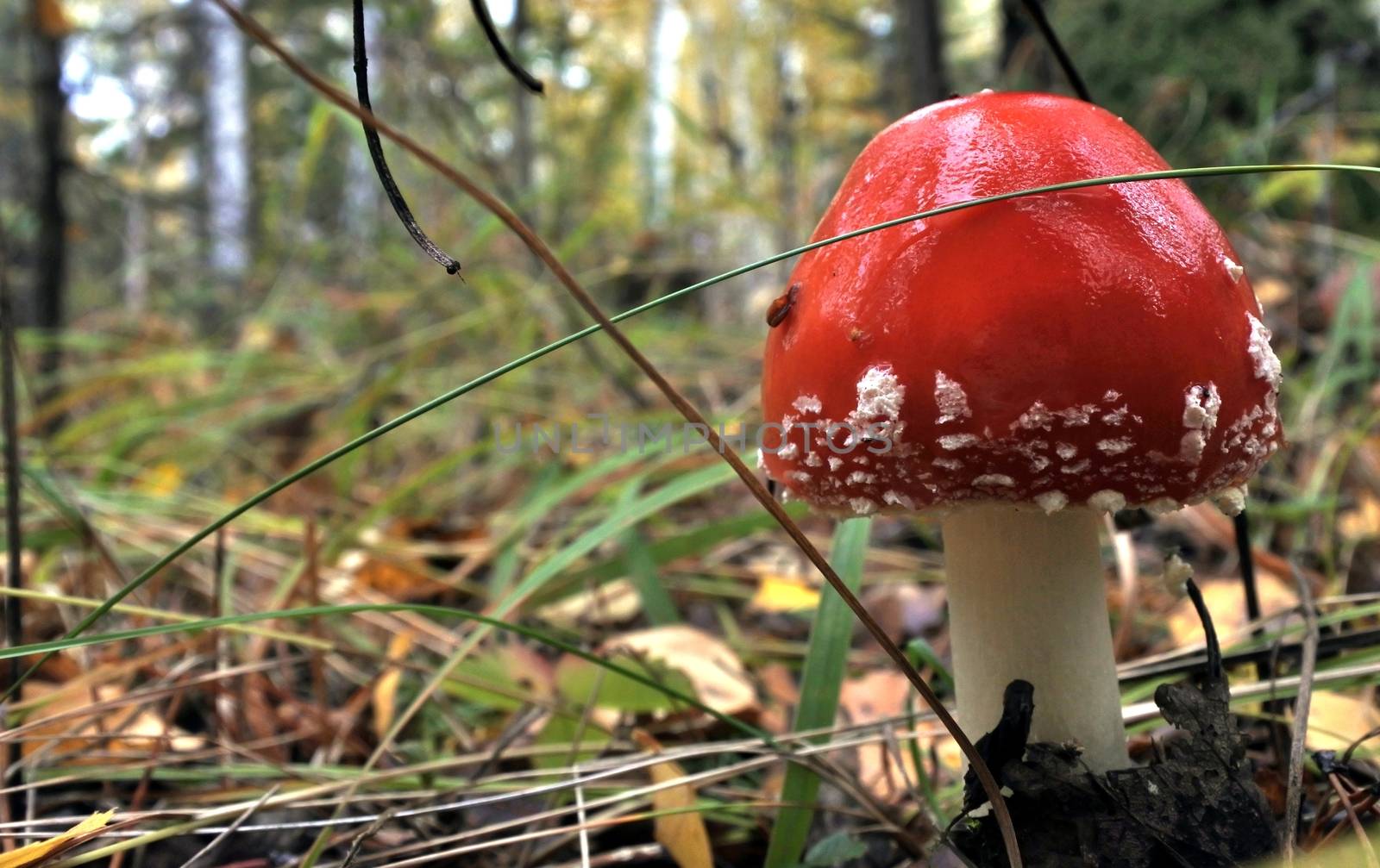 The spotted red fly agaric in autumn forest. Mushroom on a glade in autumn mushroom forest. Mushroom with red cap or head