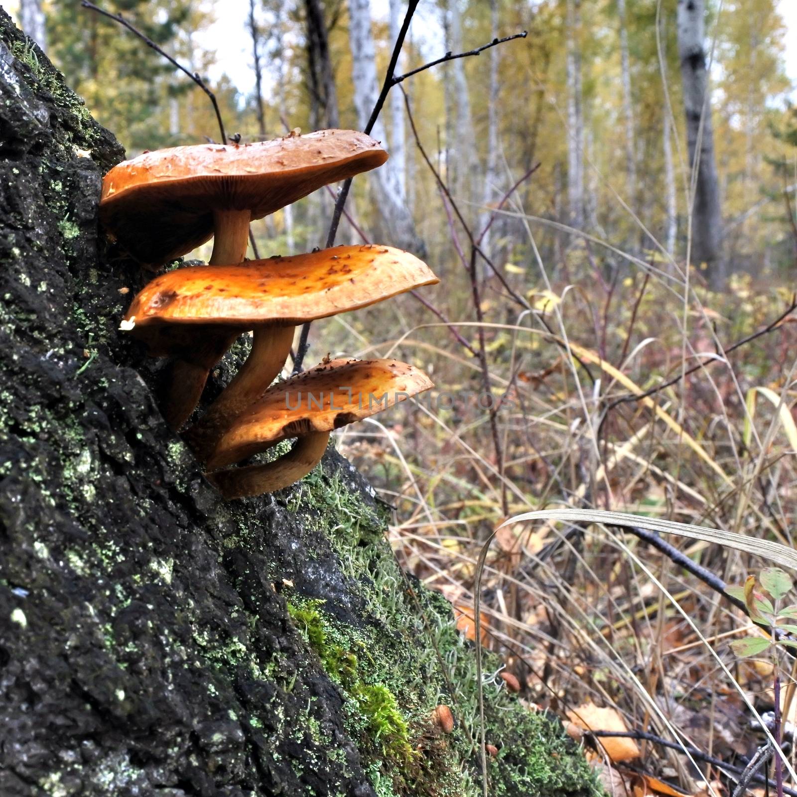 Several orange mushrooms growing on a tree in the october forest