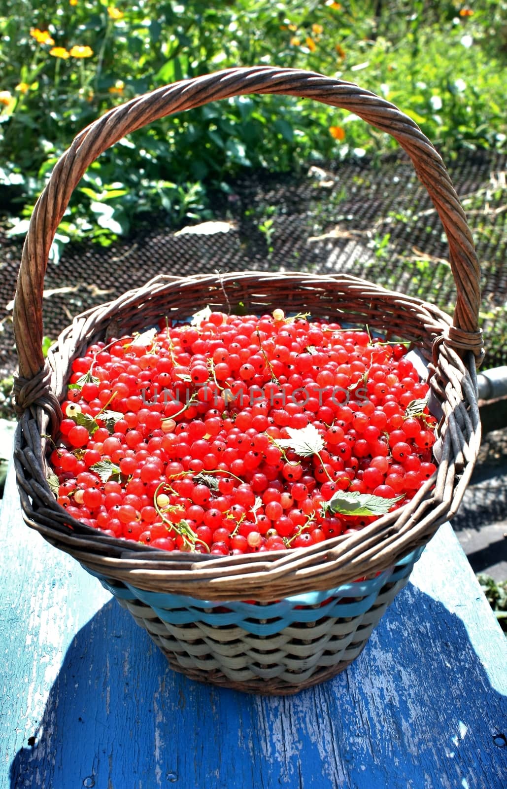 Basket full of ripe red currant stands in the garden