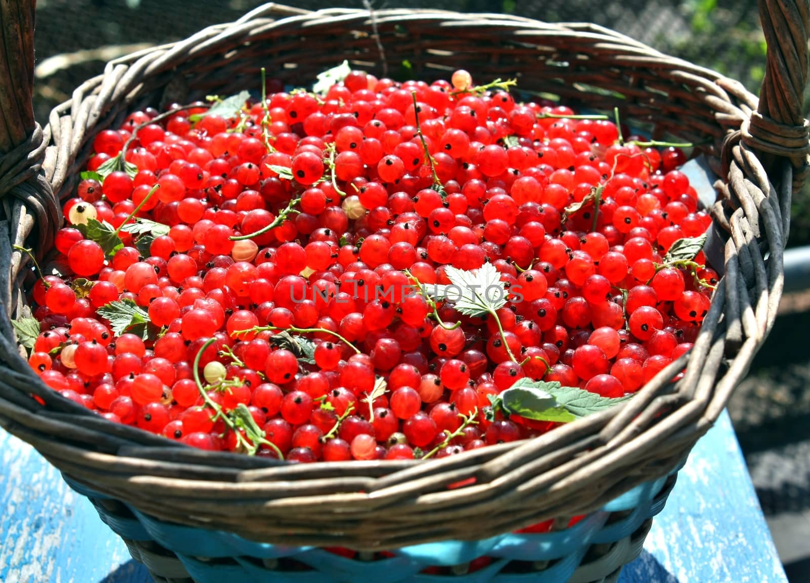 Basket full of ripe red currant stands in the garden