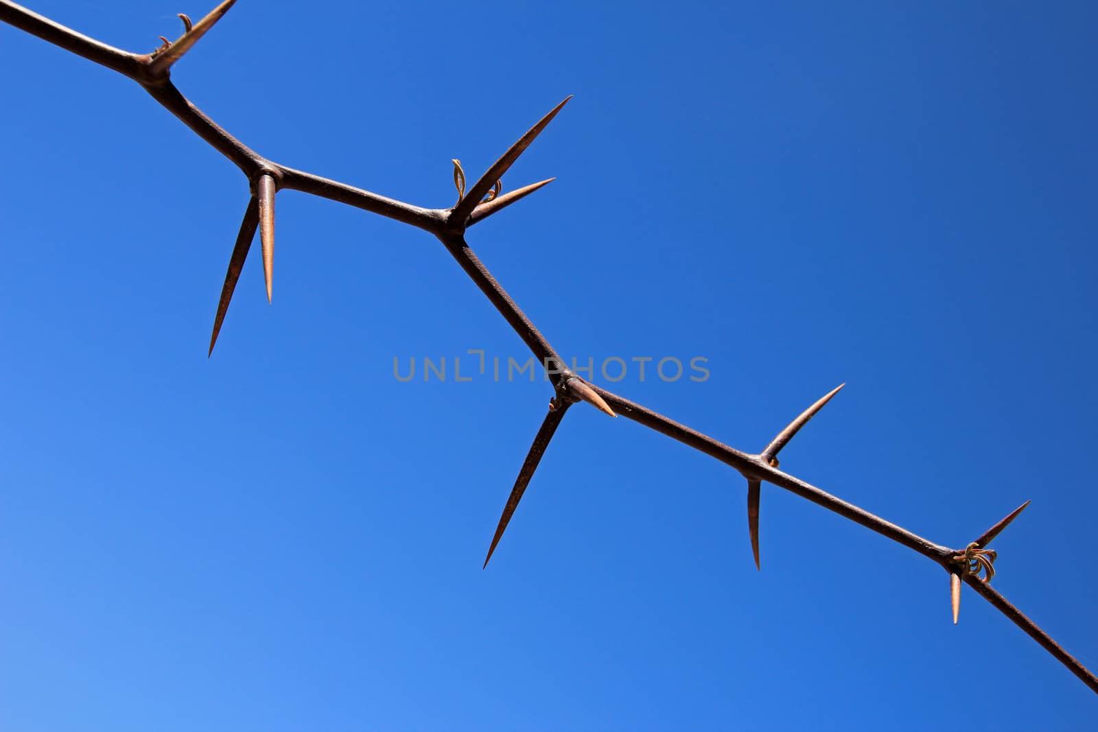 Huge thorns on the sky. Found in northern Argentina, near Fiambala