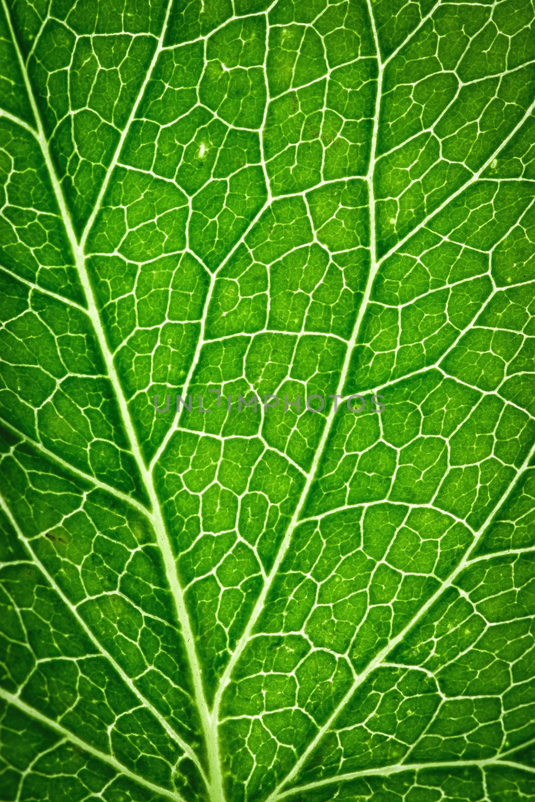 abstract background or texture detail on green leaf capillaries