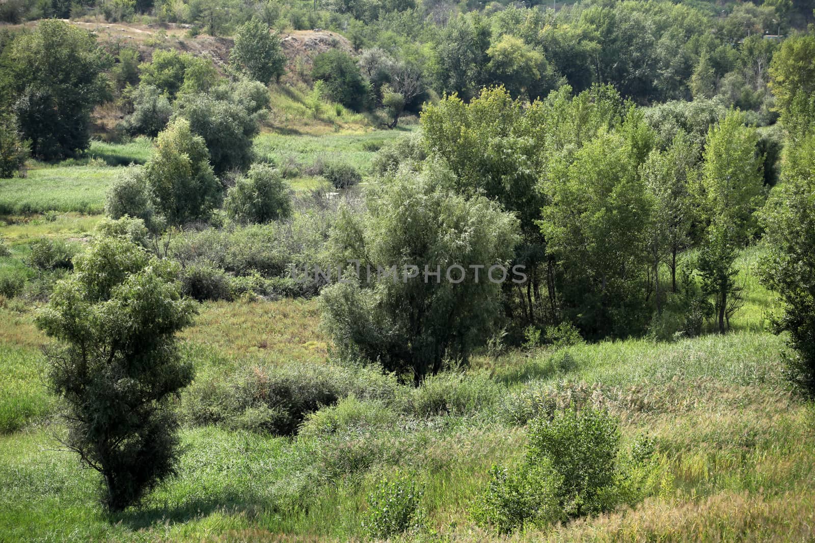 tree and wild grasses in hilly scenic landscape