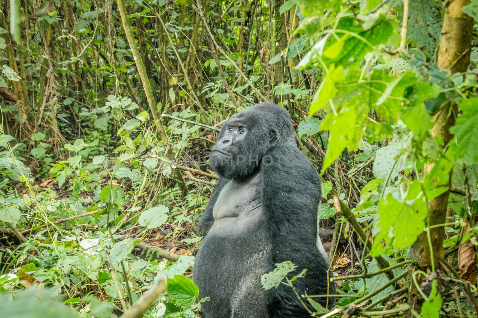 Silverback Mountain gorilla sitting in the forest in the Virunga National Park, Democratic Republic Of Congo.