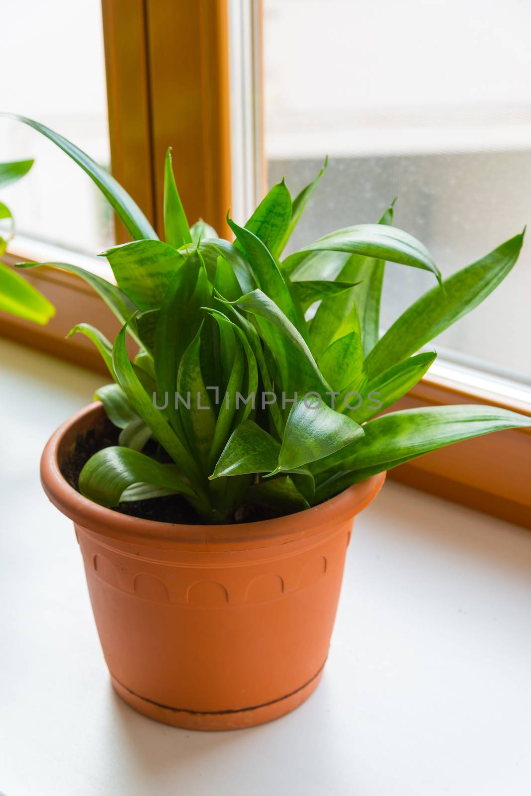 sansevieriya stand on the windowsill in room