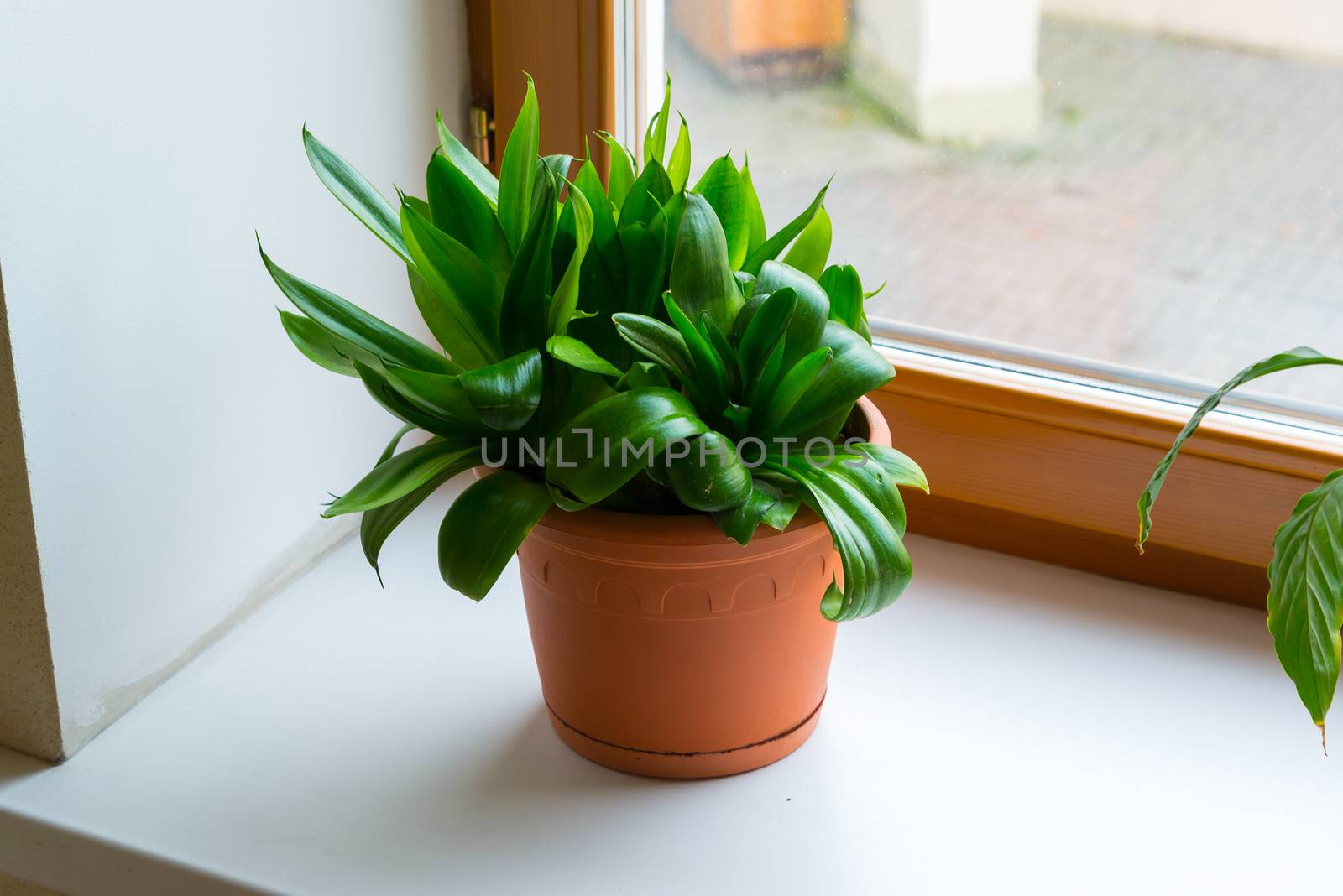 sansevieriya stand on the windowsill in room