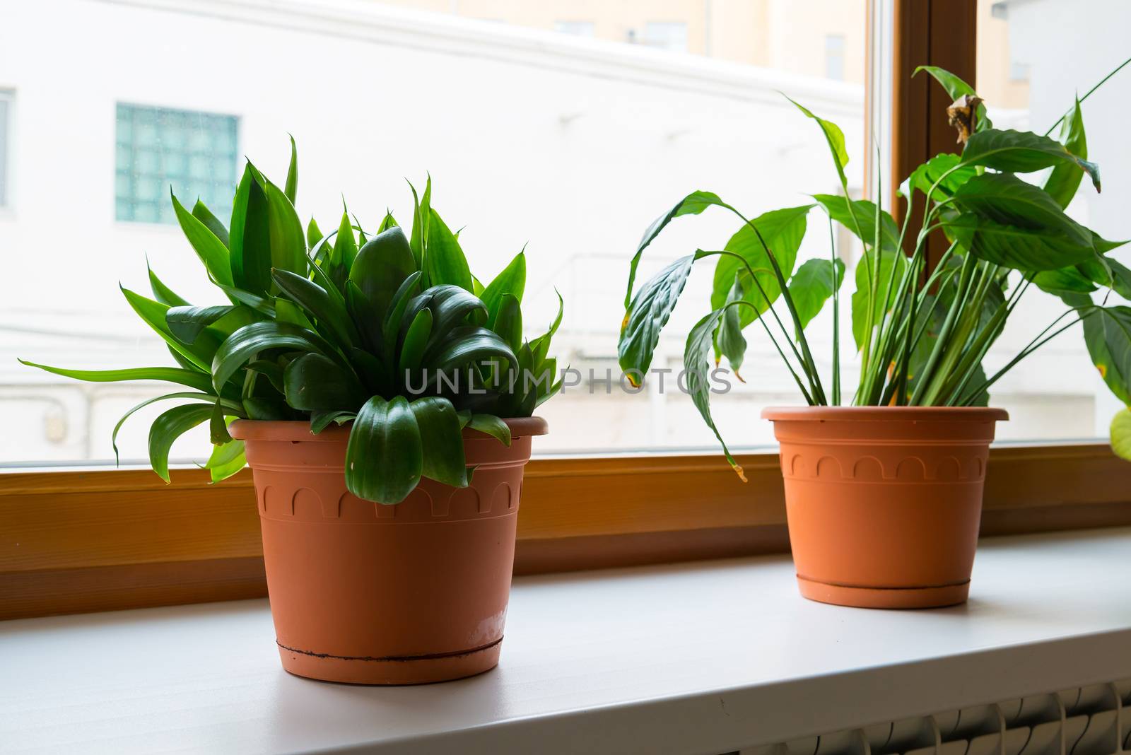 sansevieriya and spathiphyllum stand on windowsill by olgavolodina