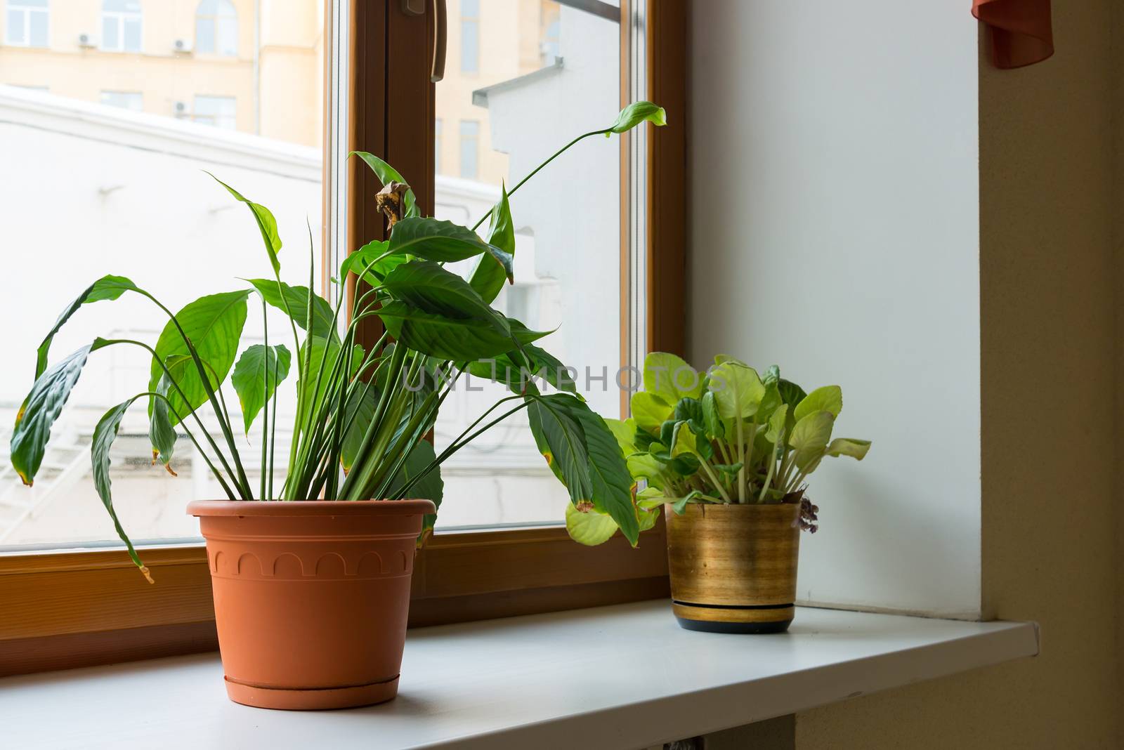 Two potted flower stand on windowsill by olgavolodina