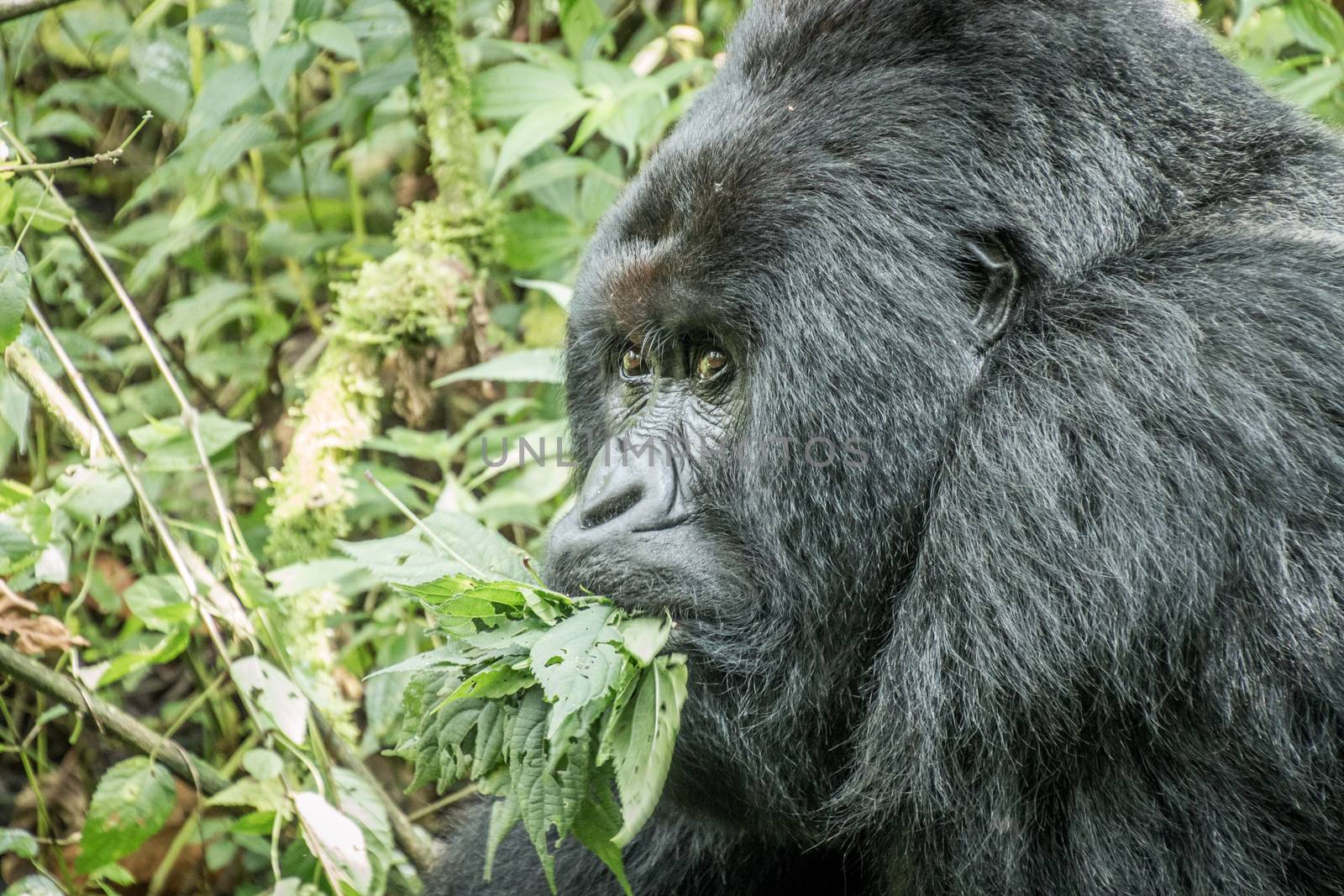 Silverback Mountain gorilla eating leaves in the Virunga National Park, Democratic Republic Of Congo.