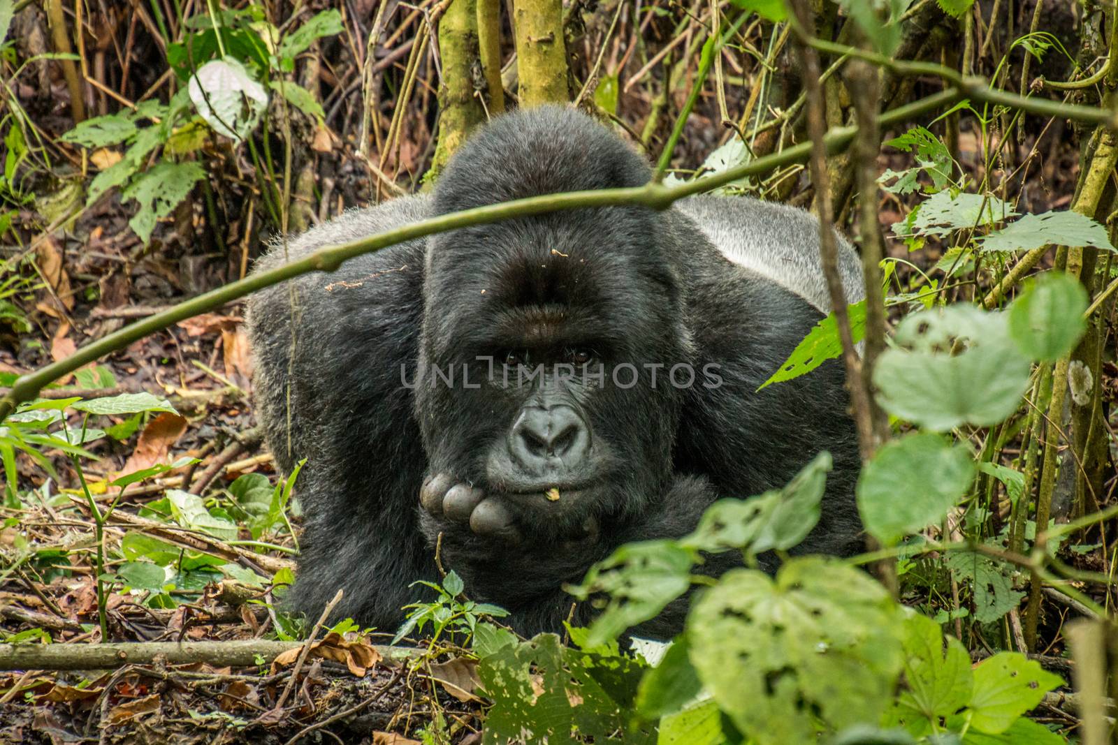 Silverback Mountain gorilla laying in the leaves in the Virunga National Park, Democratic Republic Of Congo.