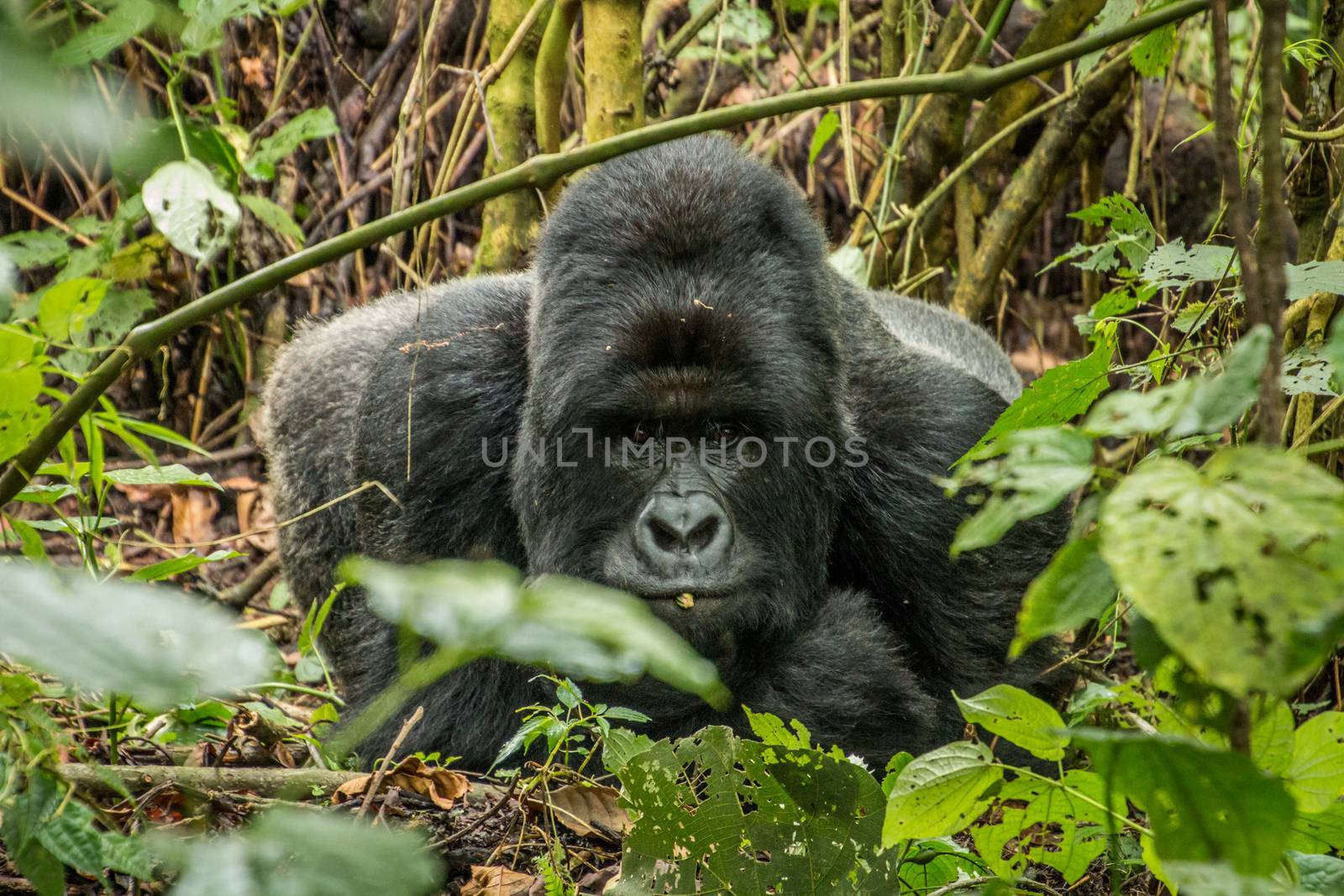 Silverback Mountain gorilla laying in the leaves in the Virunga National Park, Democratic Republic Of Congo.
