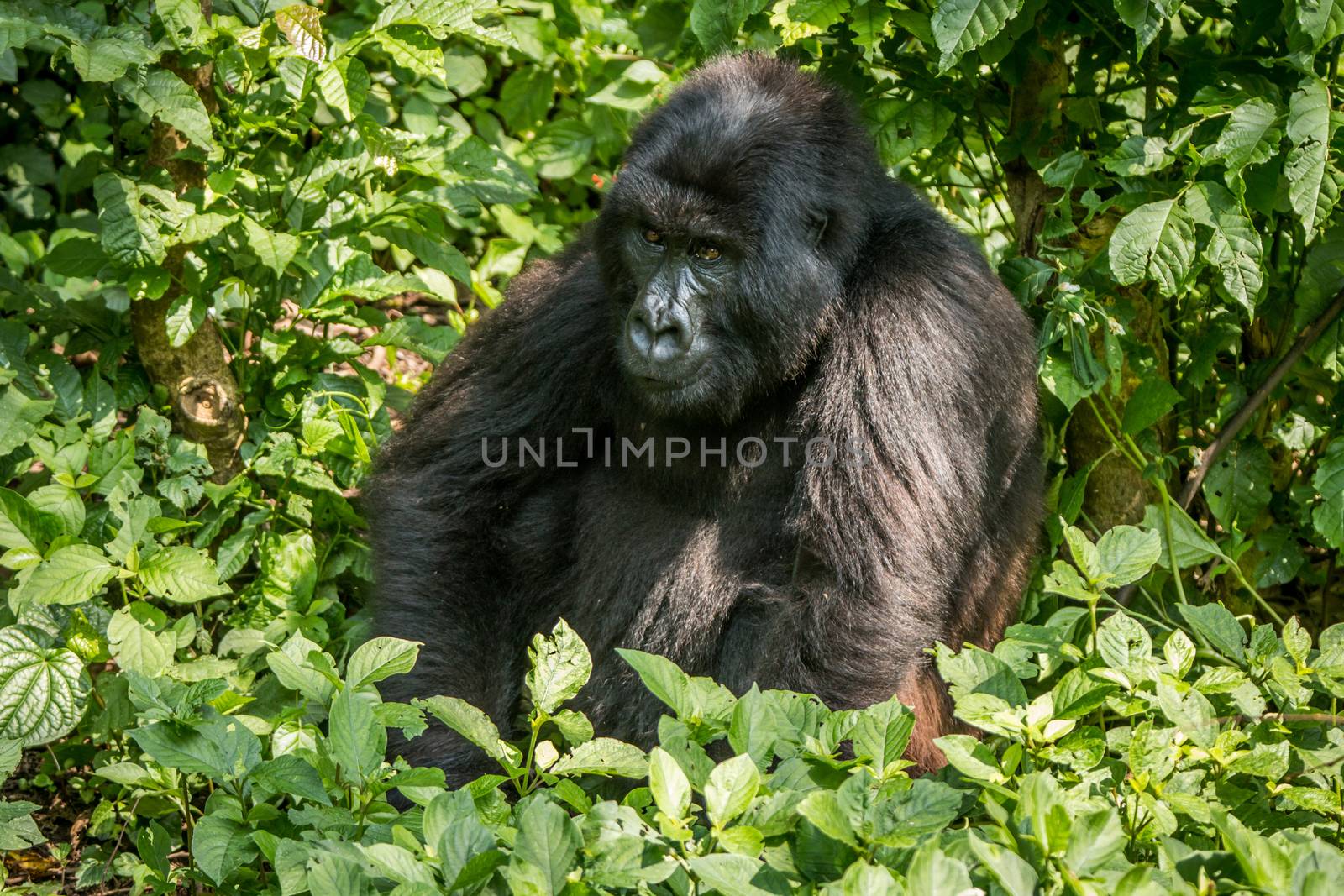 Mountain gorilla sitting in the leaves in the Virunga National Park, Democratic Republic Of Congo.