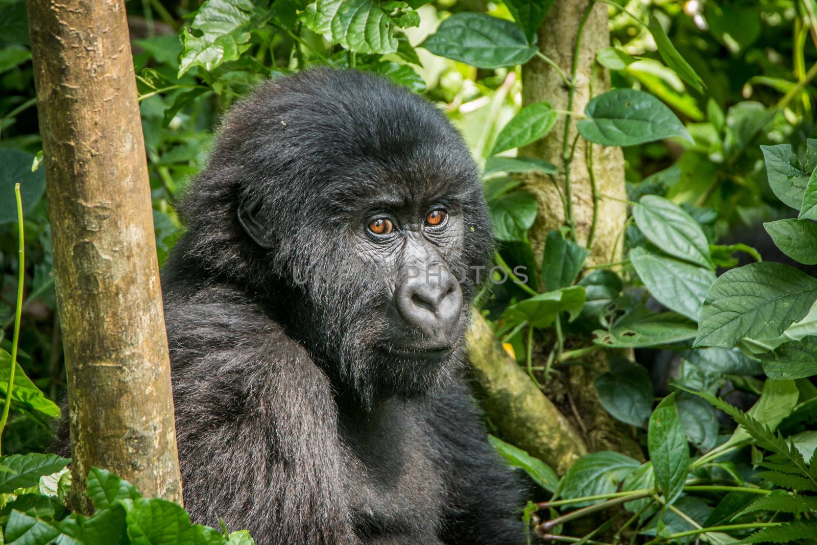 Mountain gorilla sitting in the leaves in the Virunga National Park, Democratic Republic Of Congo.