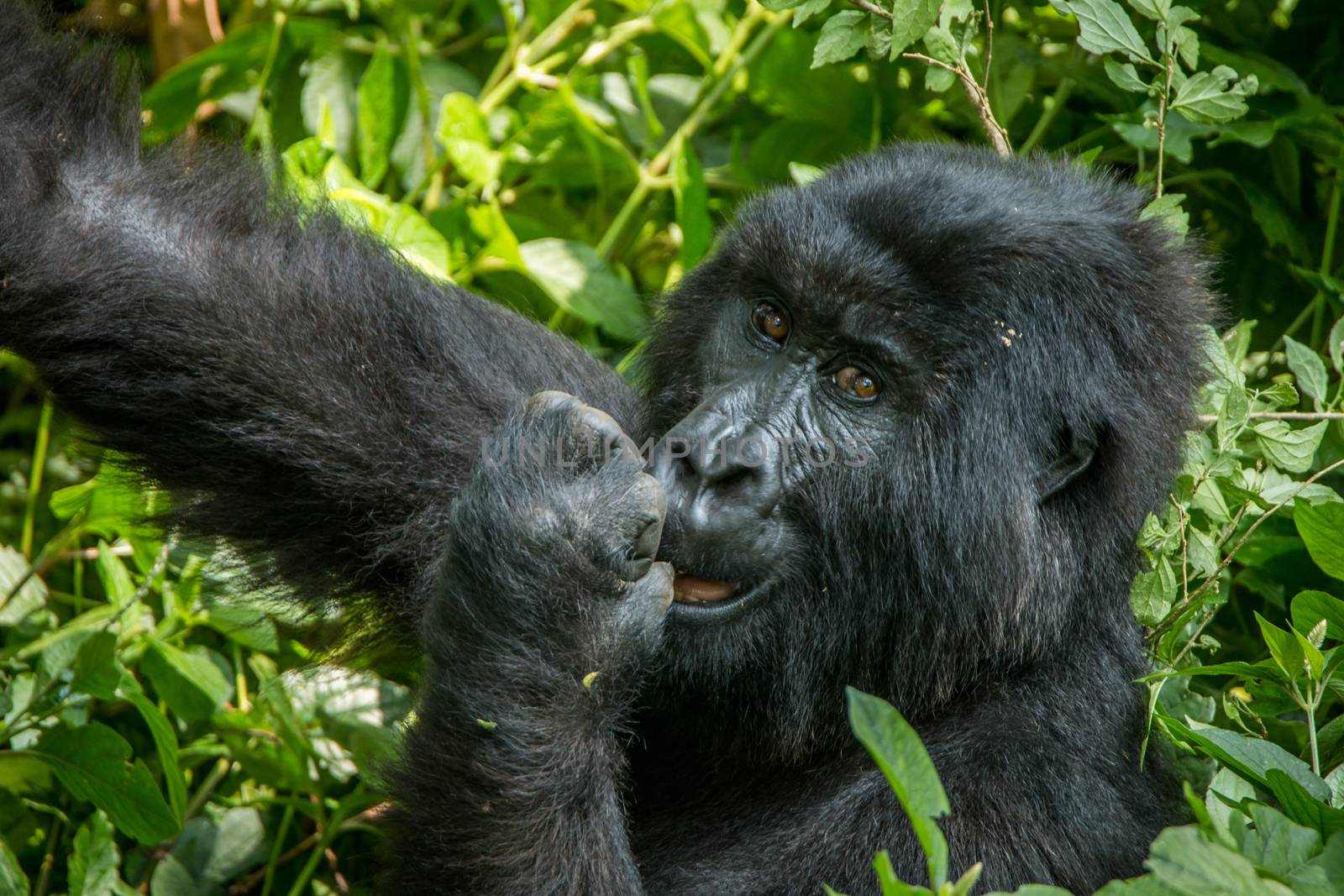 Mountain gorilla eating in the Virunga National Park, Democratic Republic Of Congo.