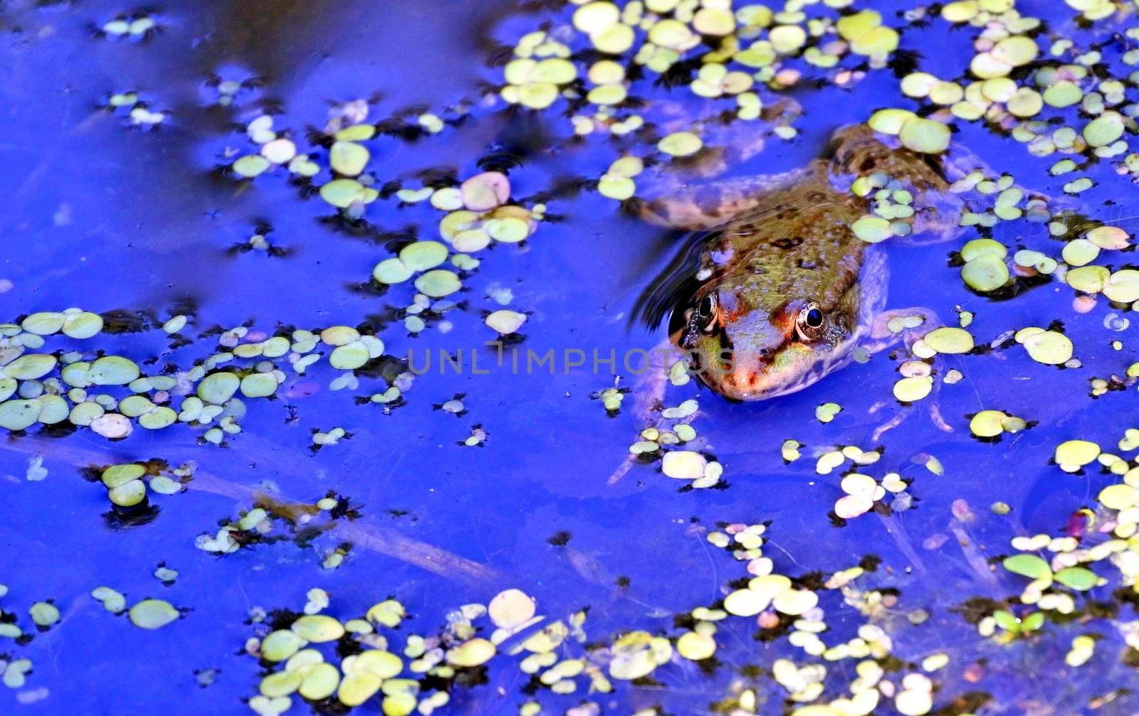 a frog in the lake, among aquatic plants