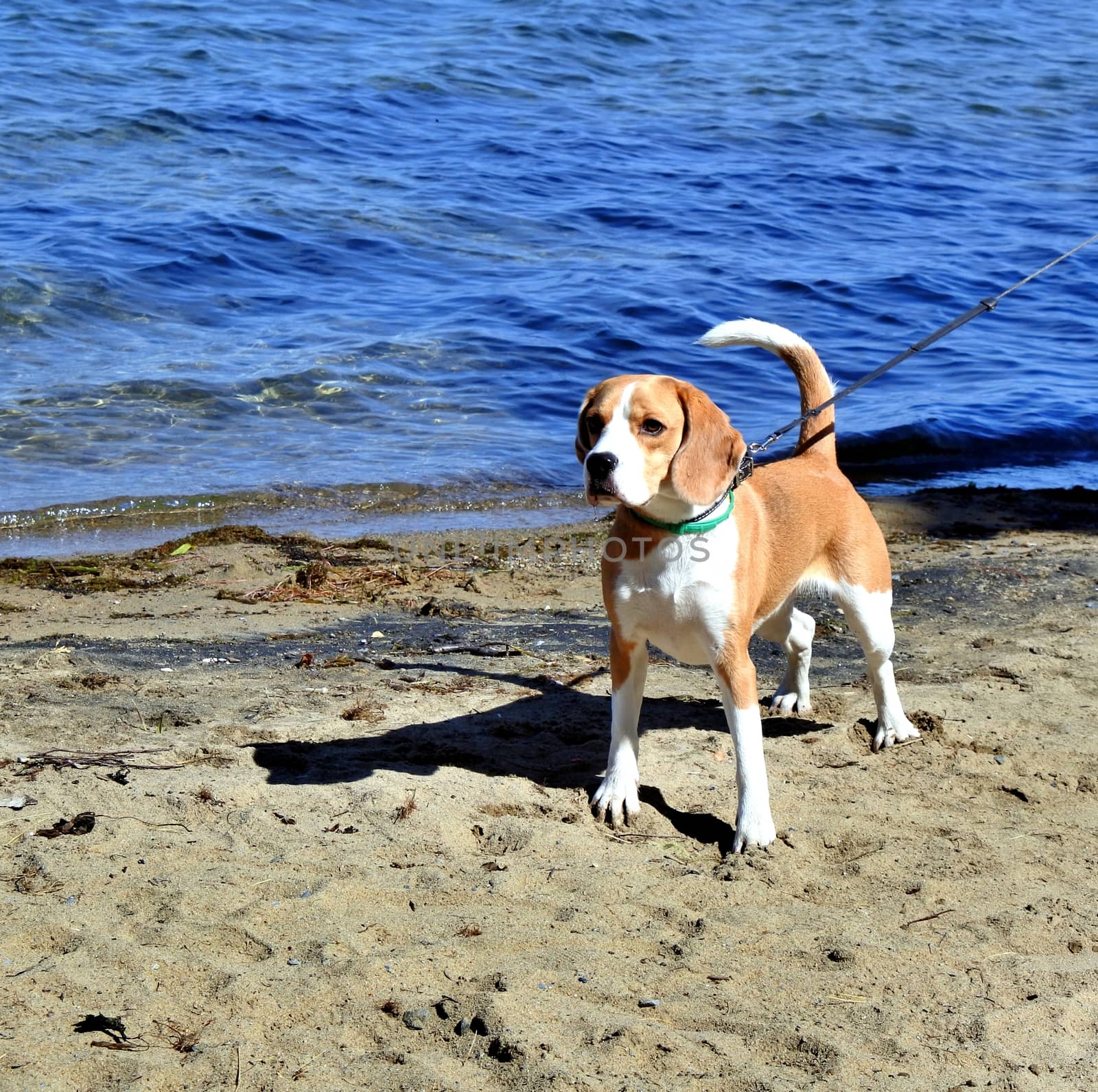 the young dog walk at the lake