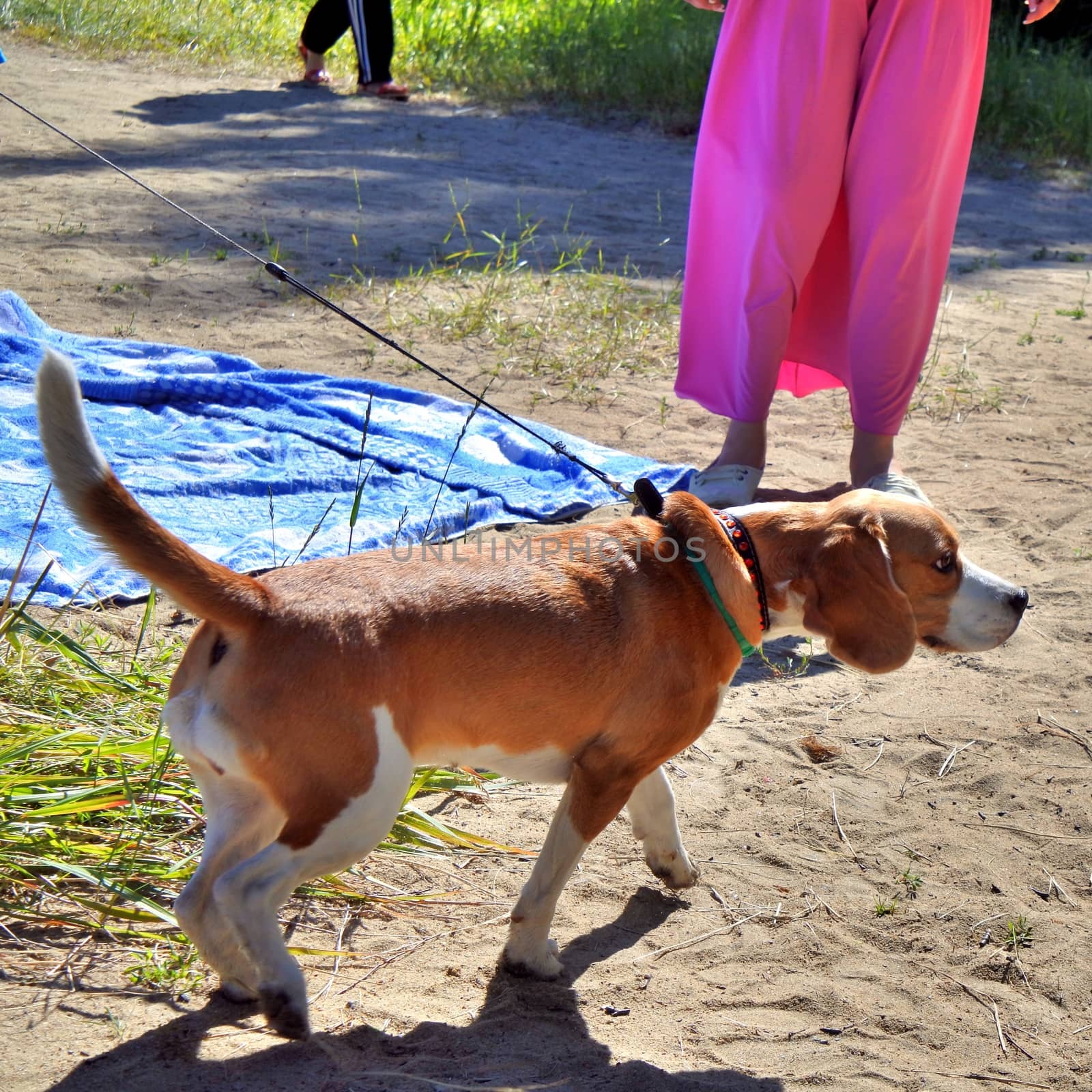 the young dog walk at the lake