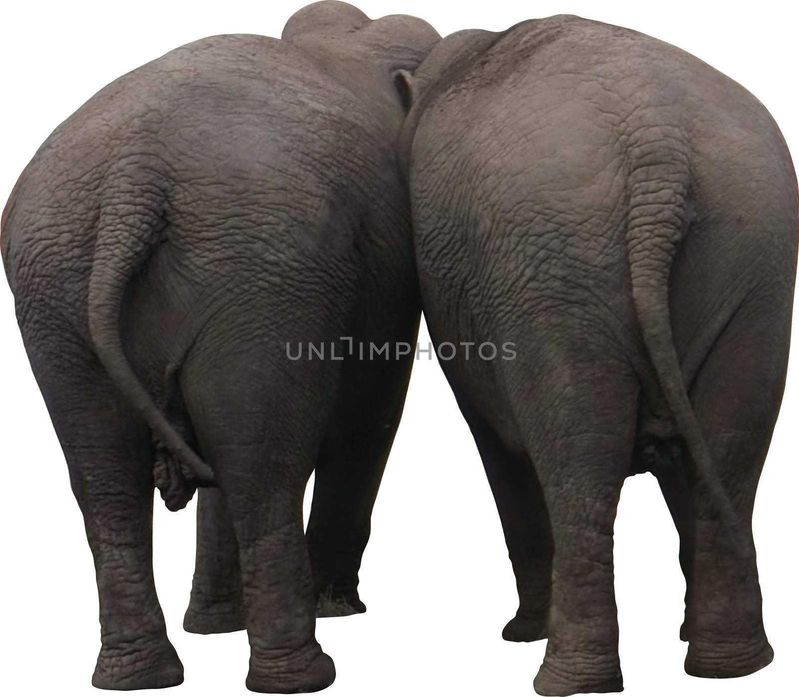 photo of two elephants behind, isolated on white background.