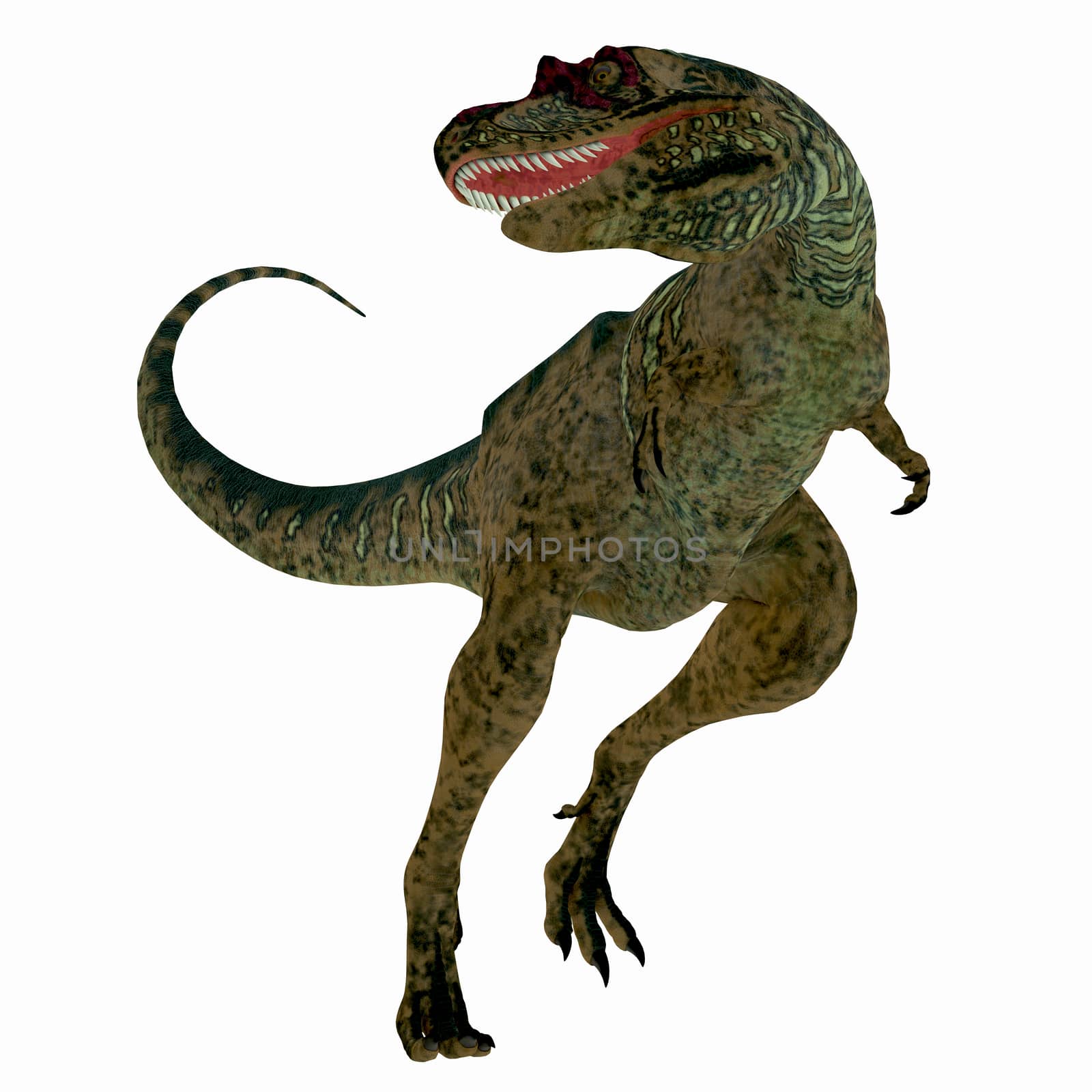 Albertosaurus Dinosaur on White by Catmando