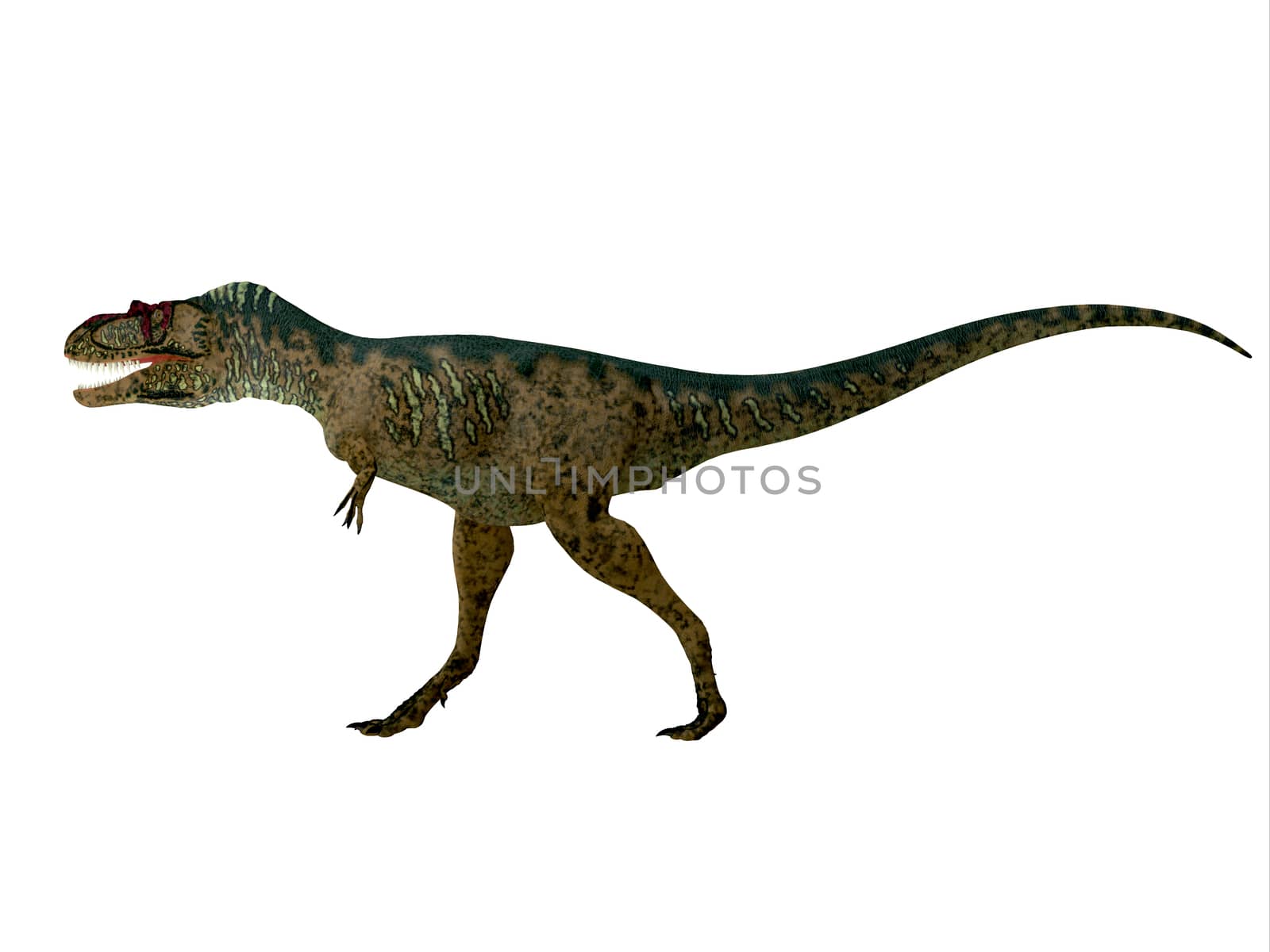 Albertosaurus Dinosaur Side Profile by Catmando